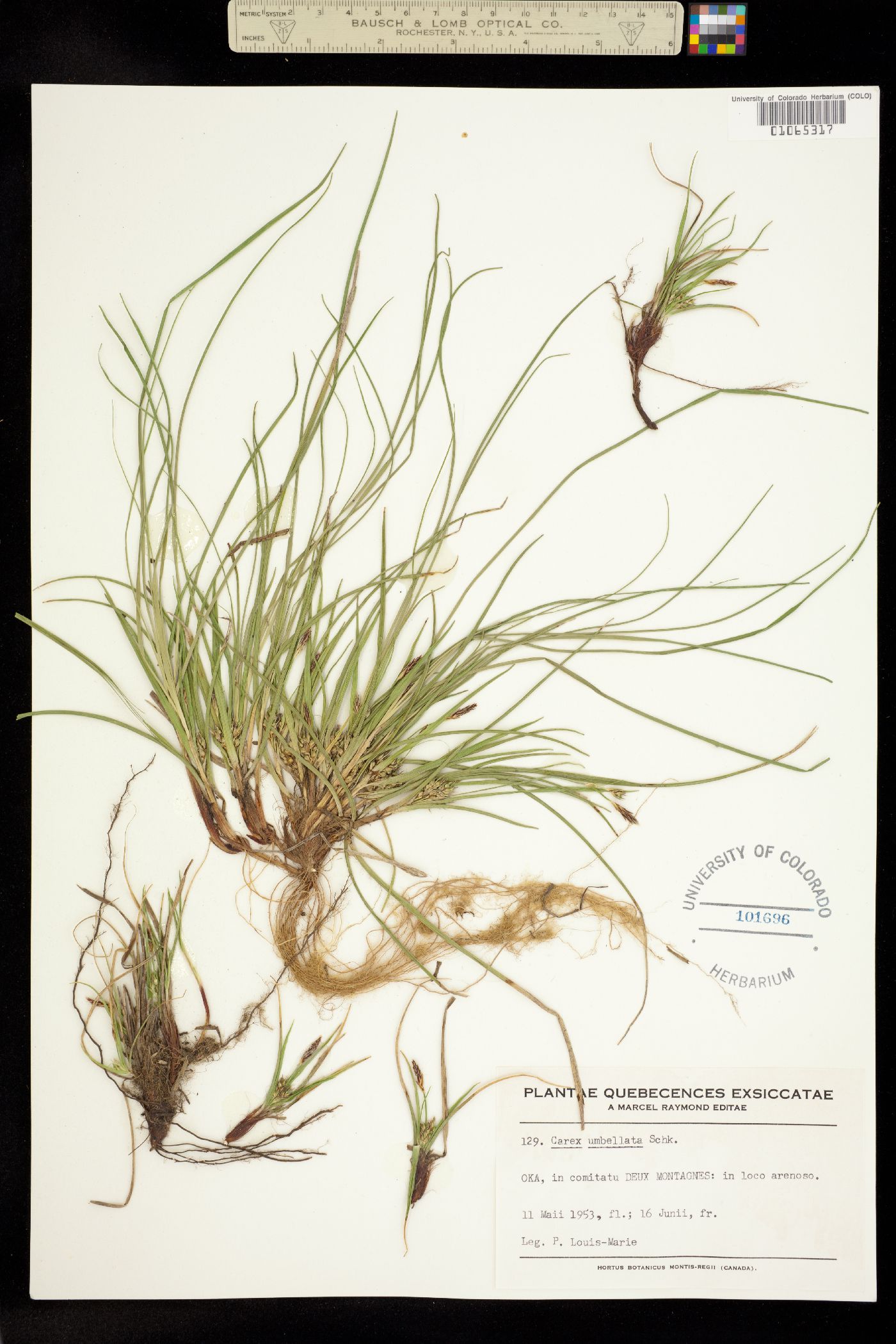 Carex umbellata image