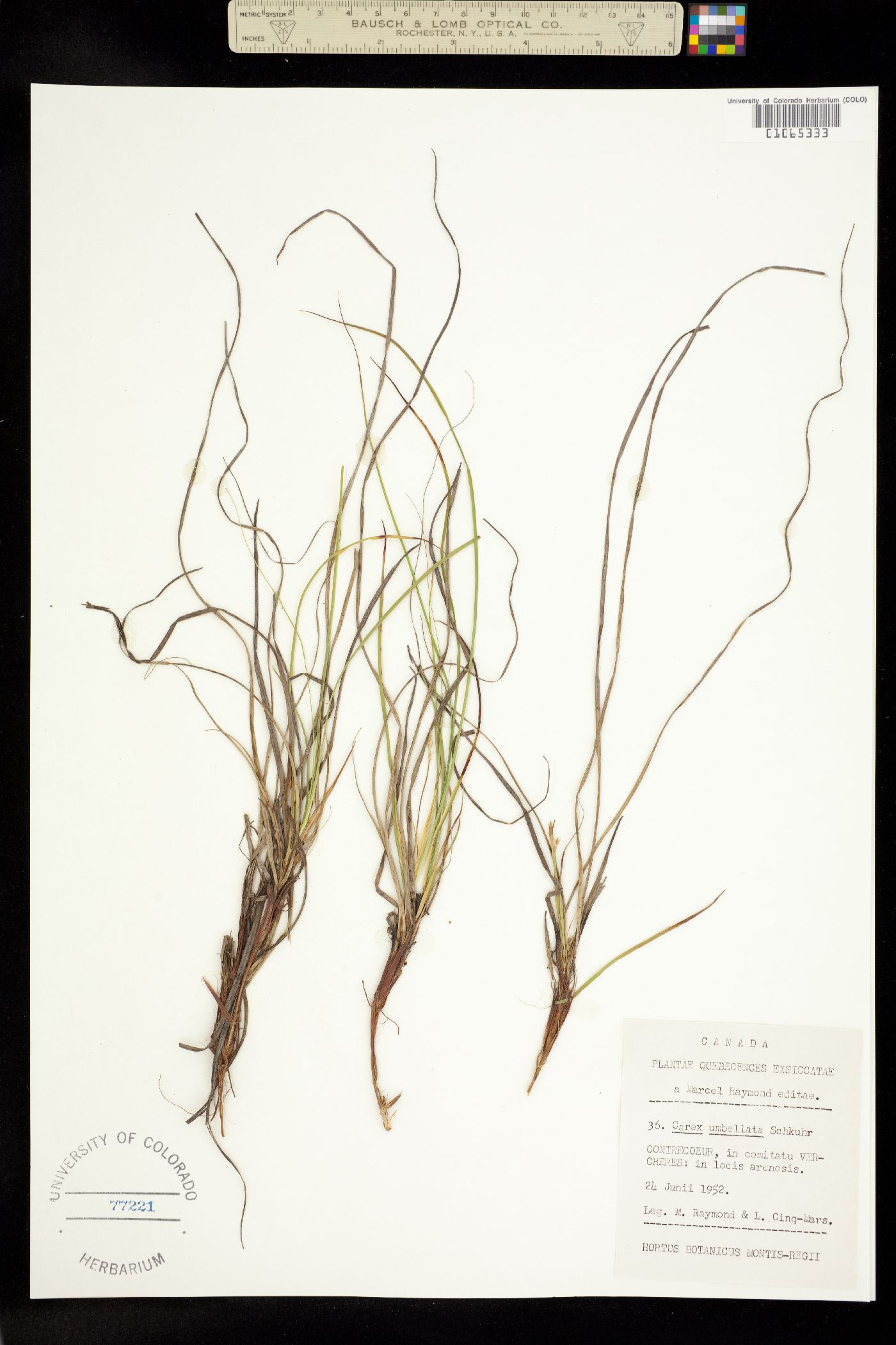 Carex umbellata image
