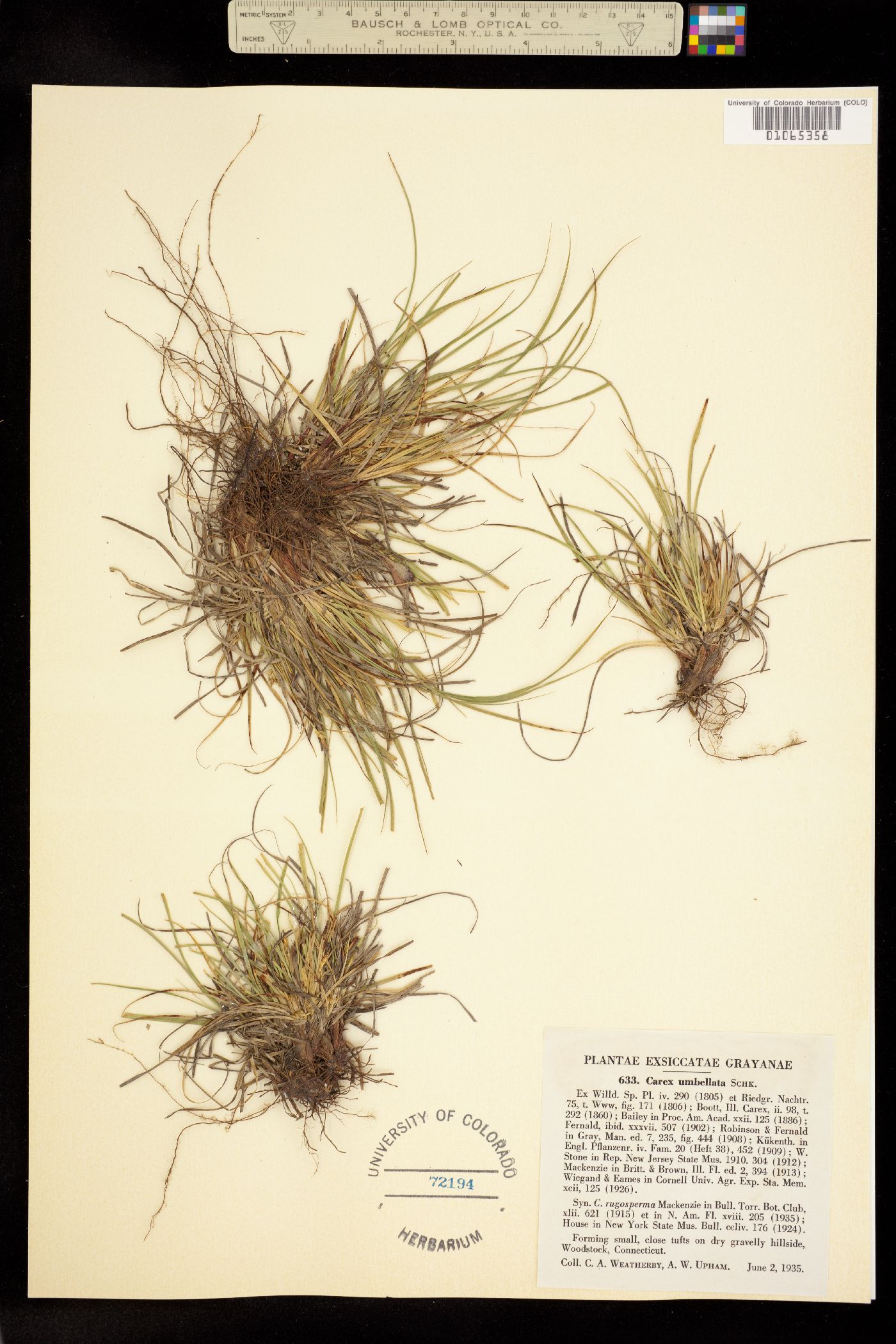 Carex umbellata image