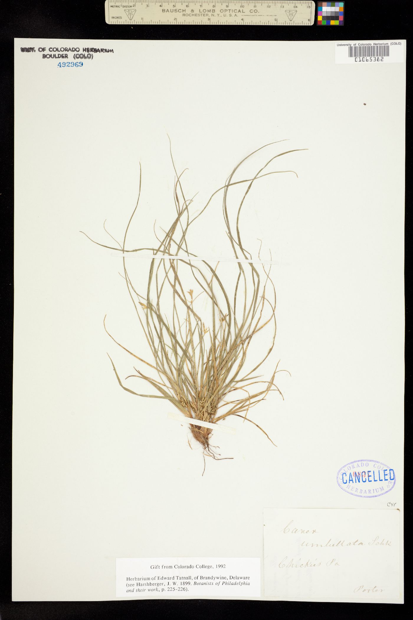 Carex umbellata image