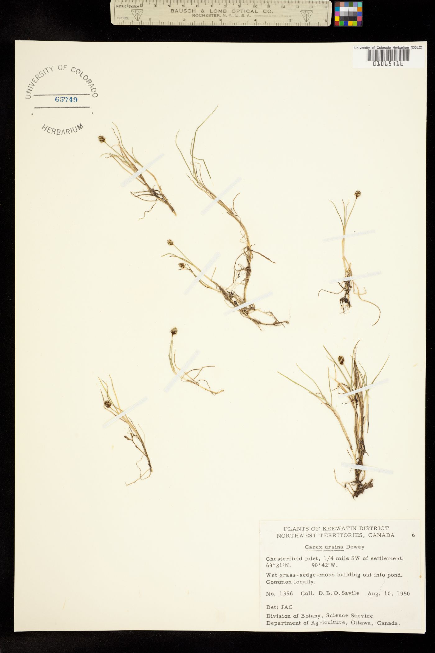 Carex ursina image