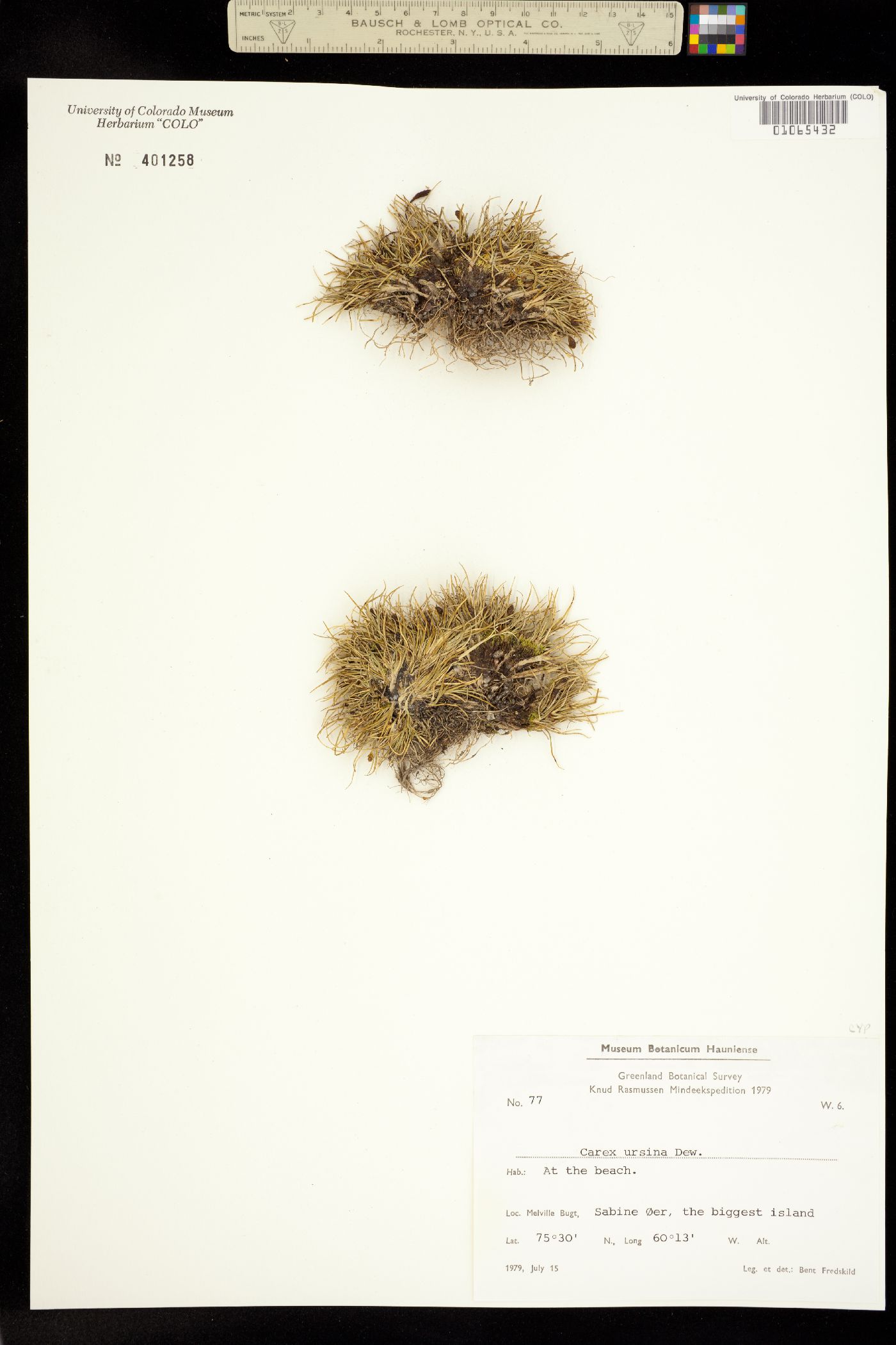 Carex ursina image