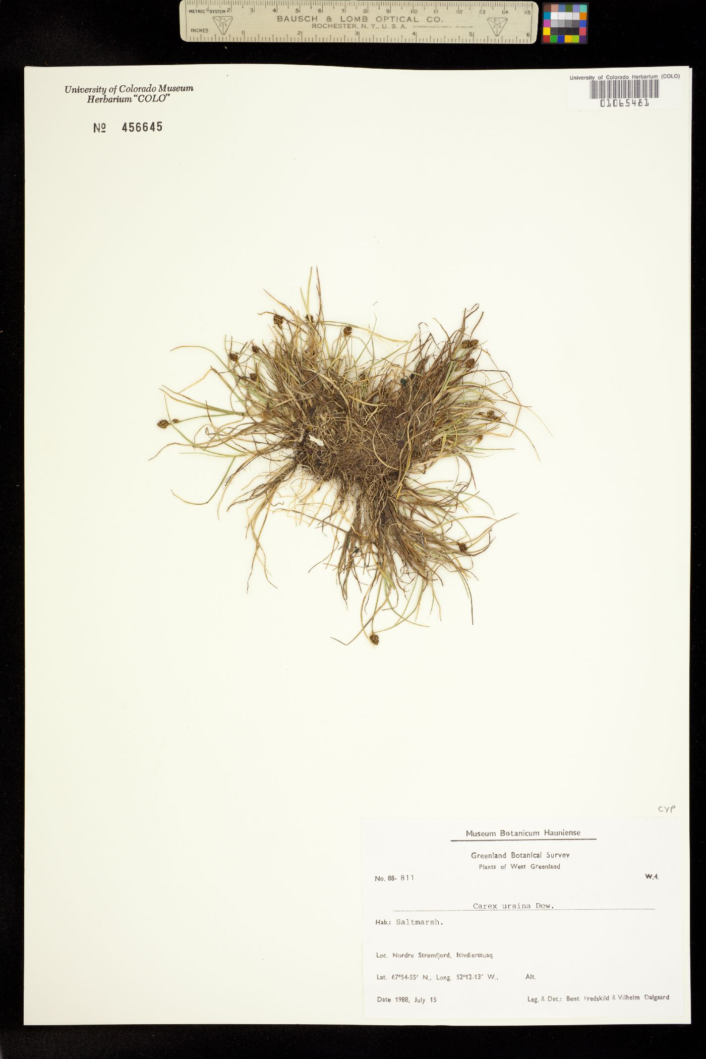 Carex ursina image
