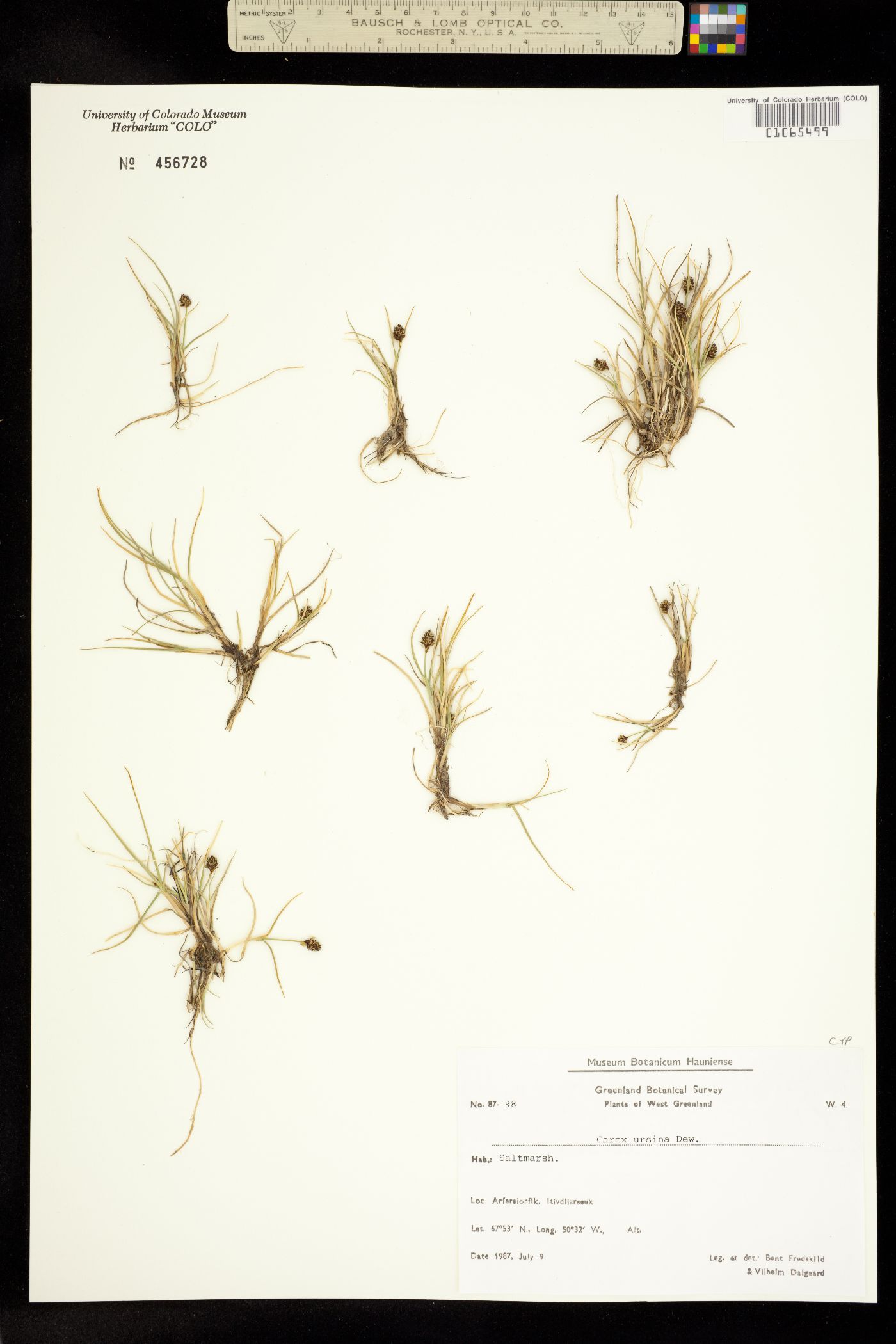 Carex ursina image