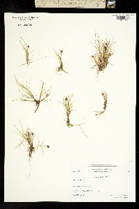 Carex ursina image