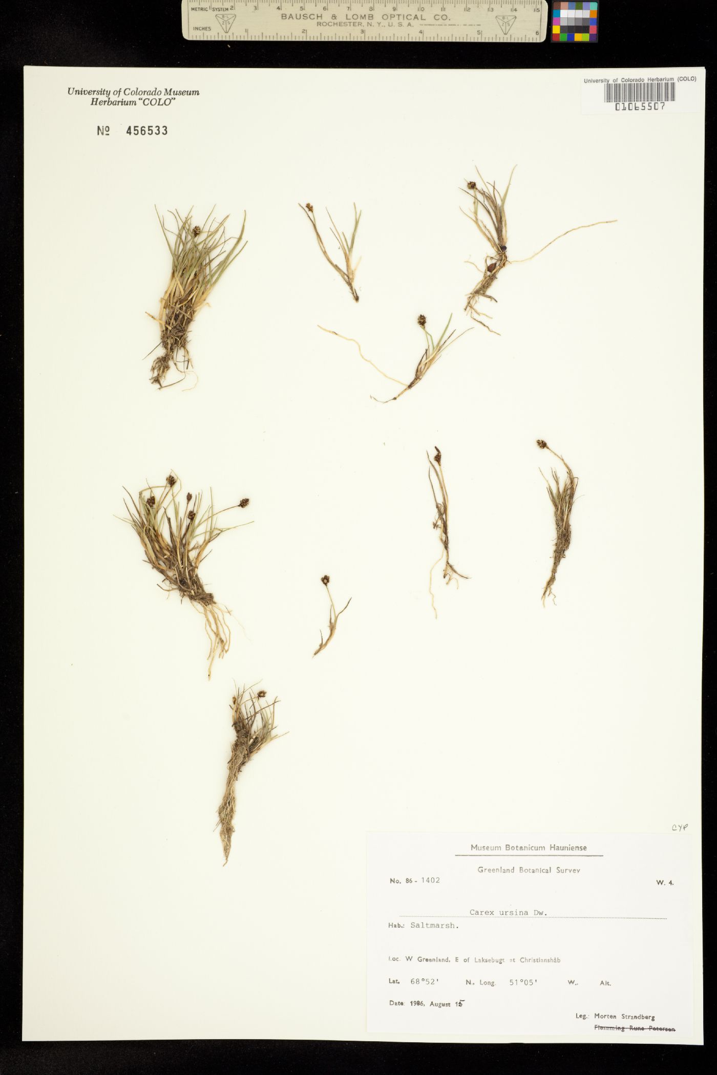 Carex ursina image