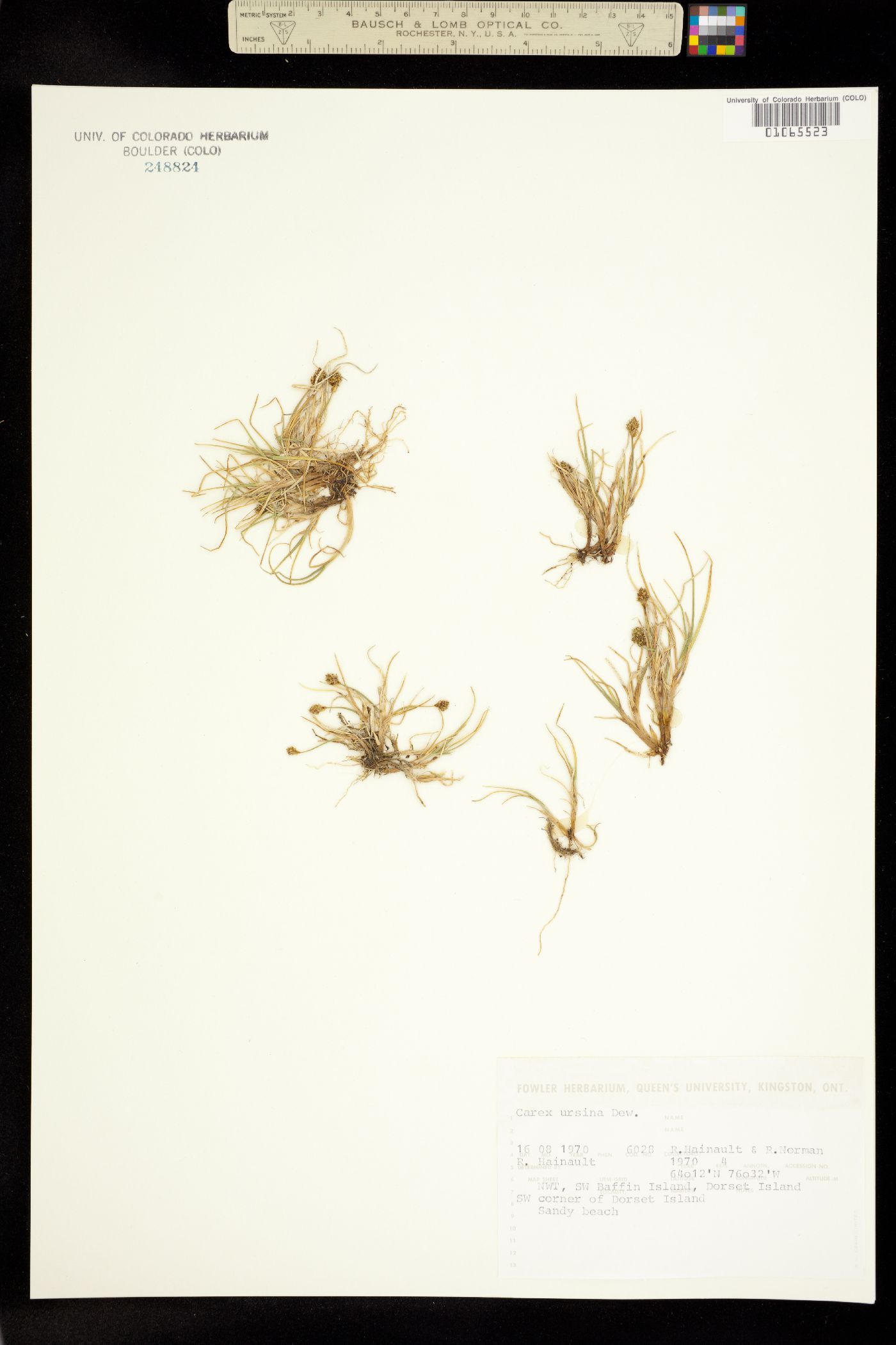 Carex ursina image