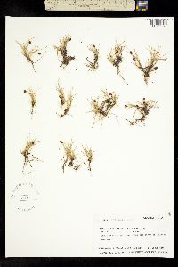 Carex ursina image