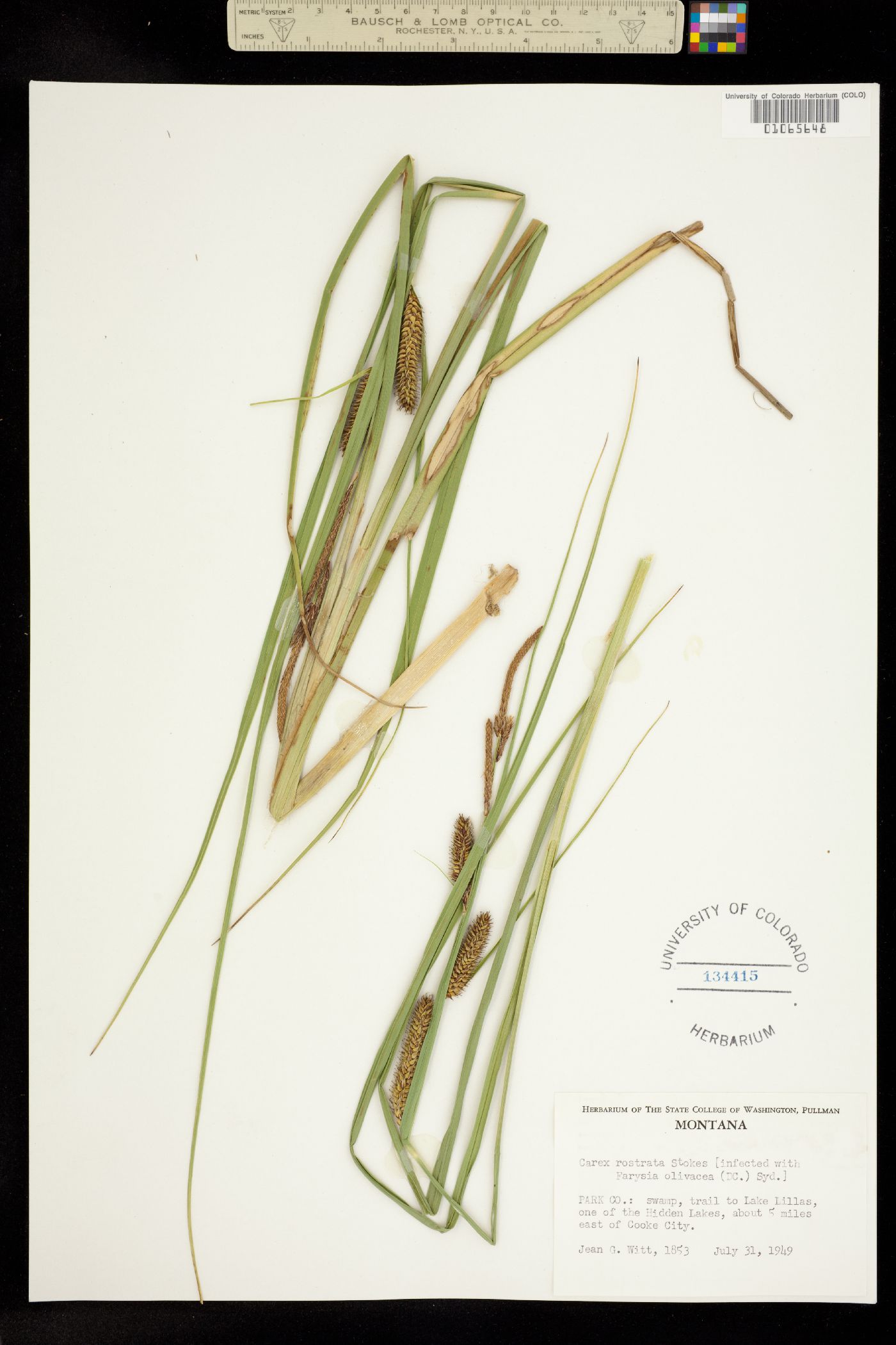 Carex utriculata image