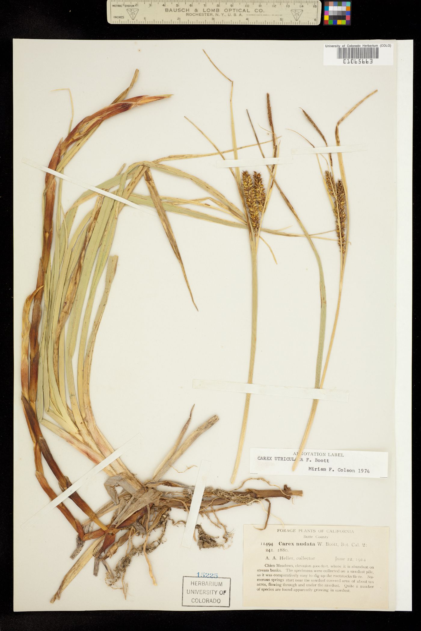 Carex utriculata image