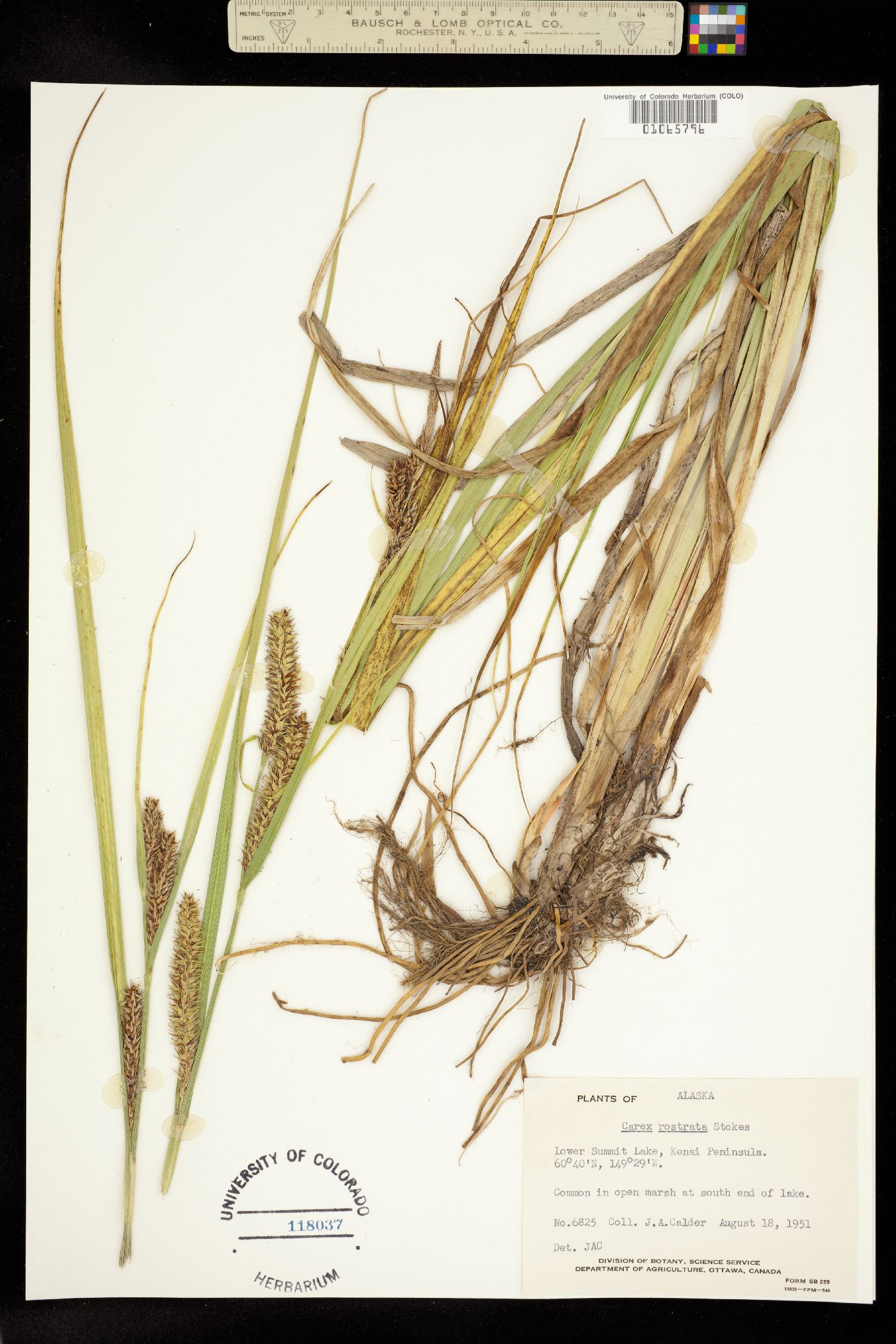 Carex utriculata image