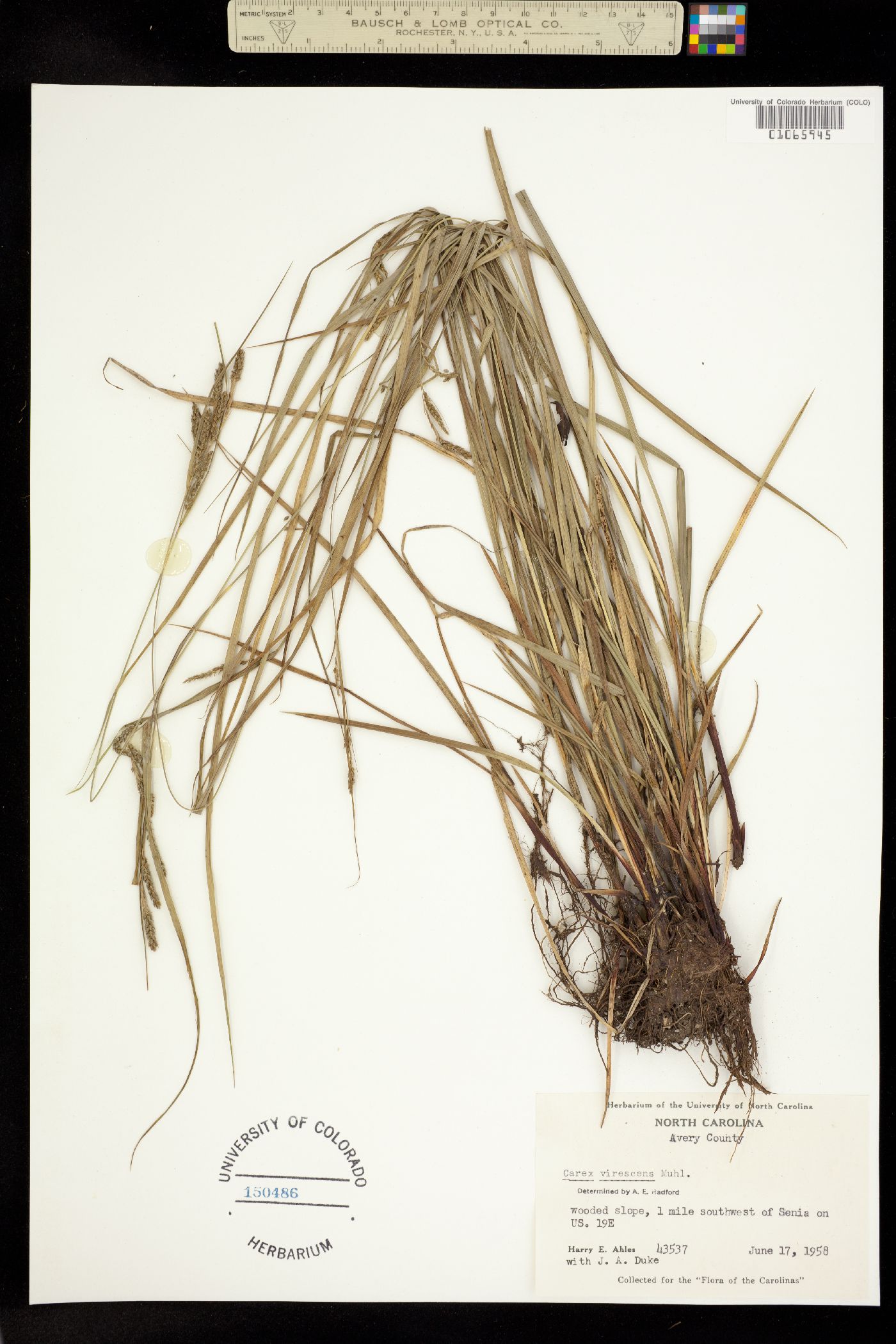 Carex virescens image