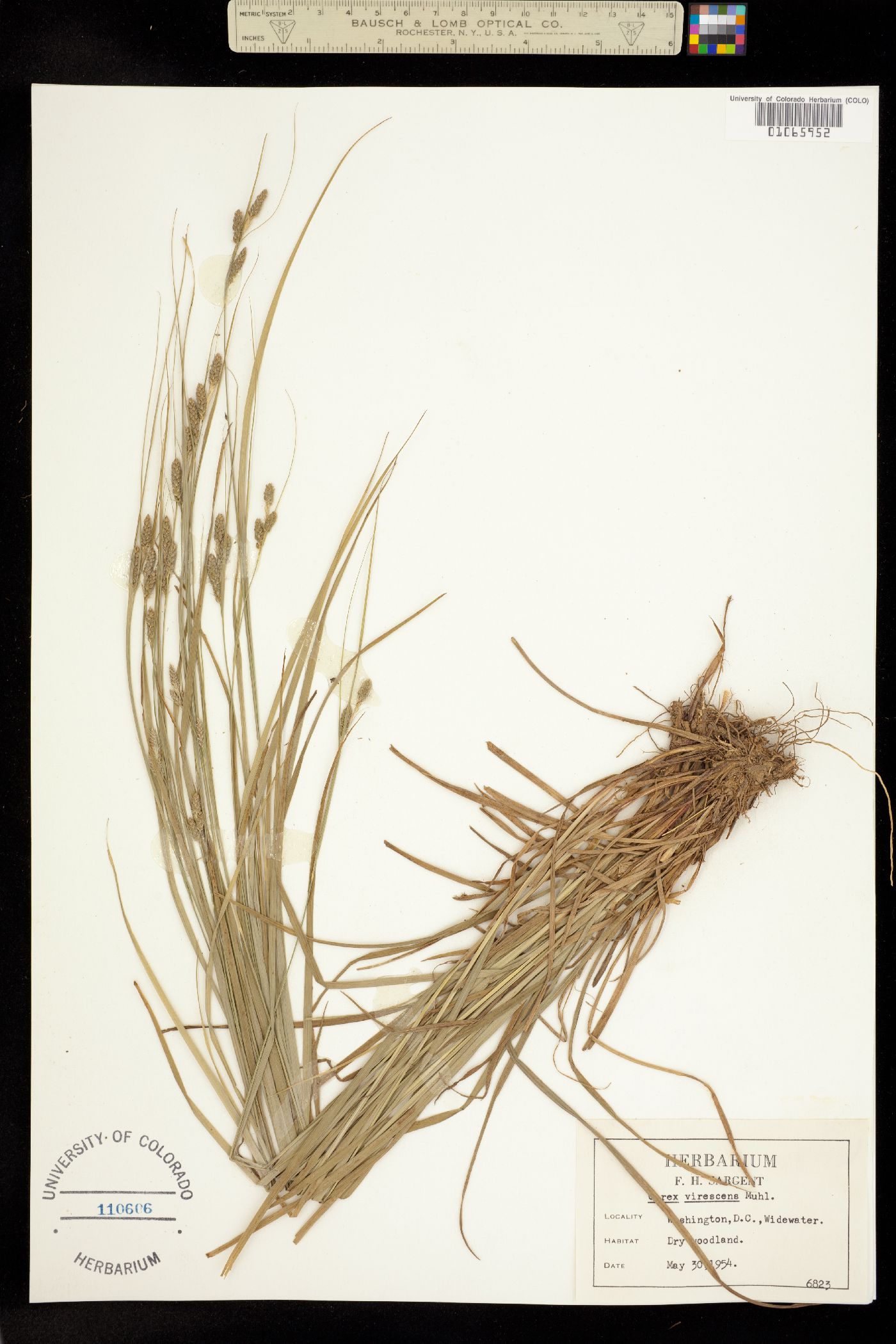 Carex virescens image