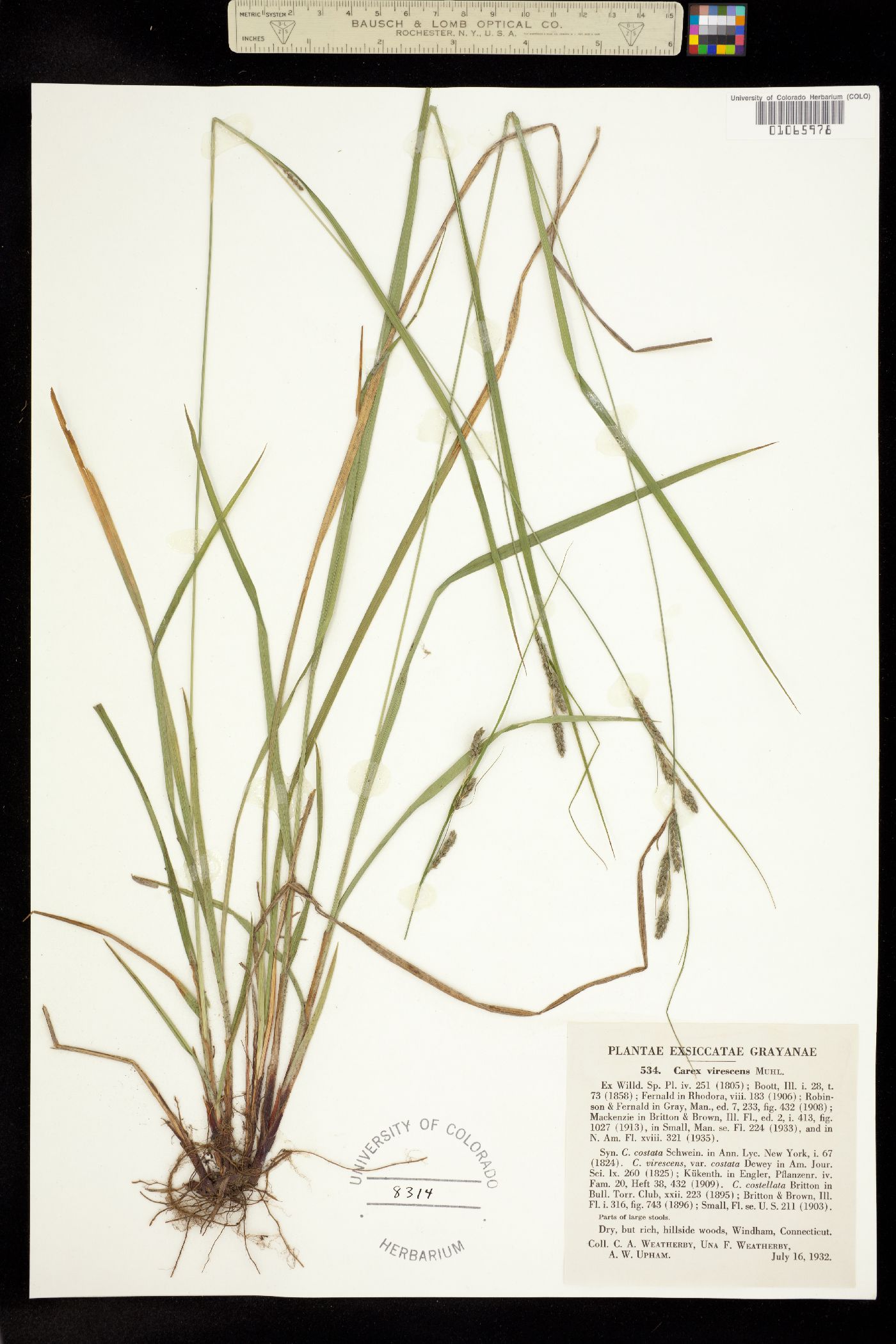 Carex virescens image