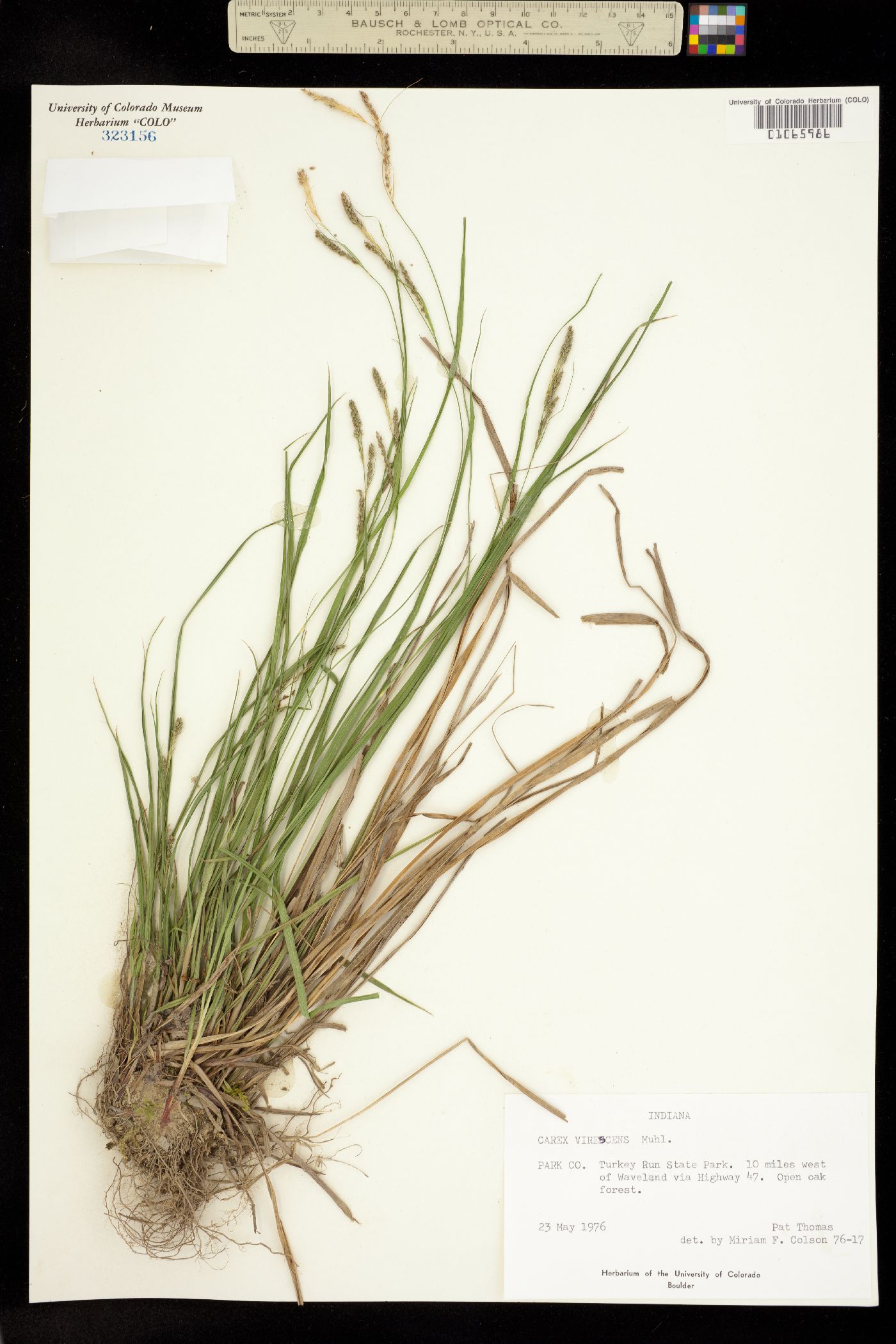 Carex virescens image