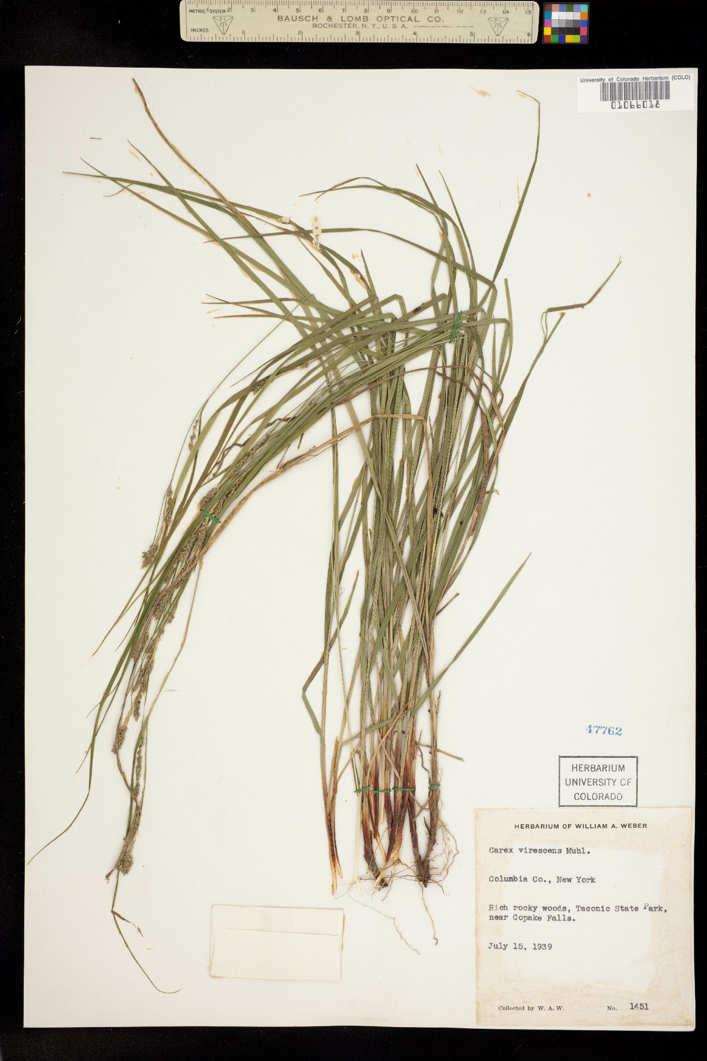 Carex virescens image