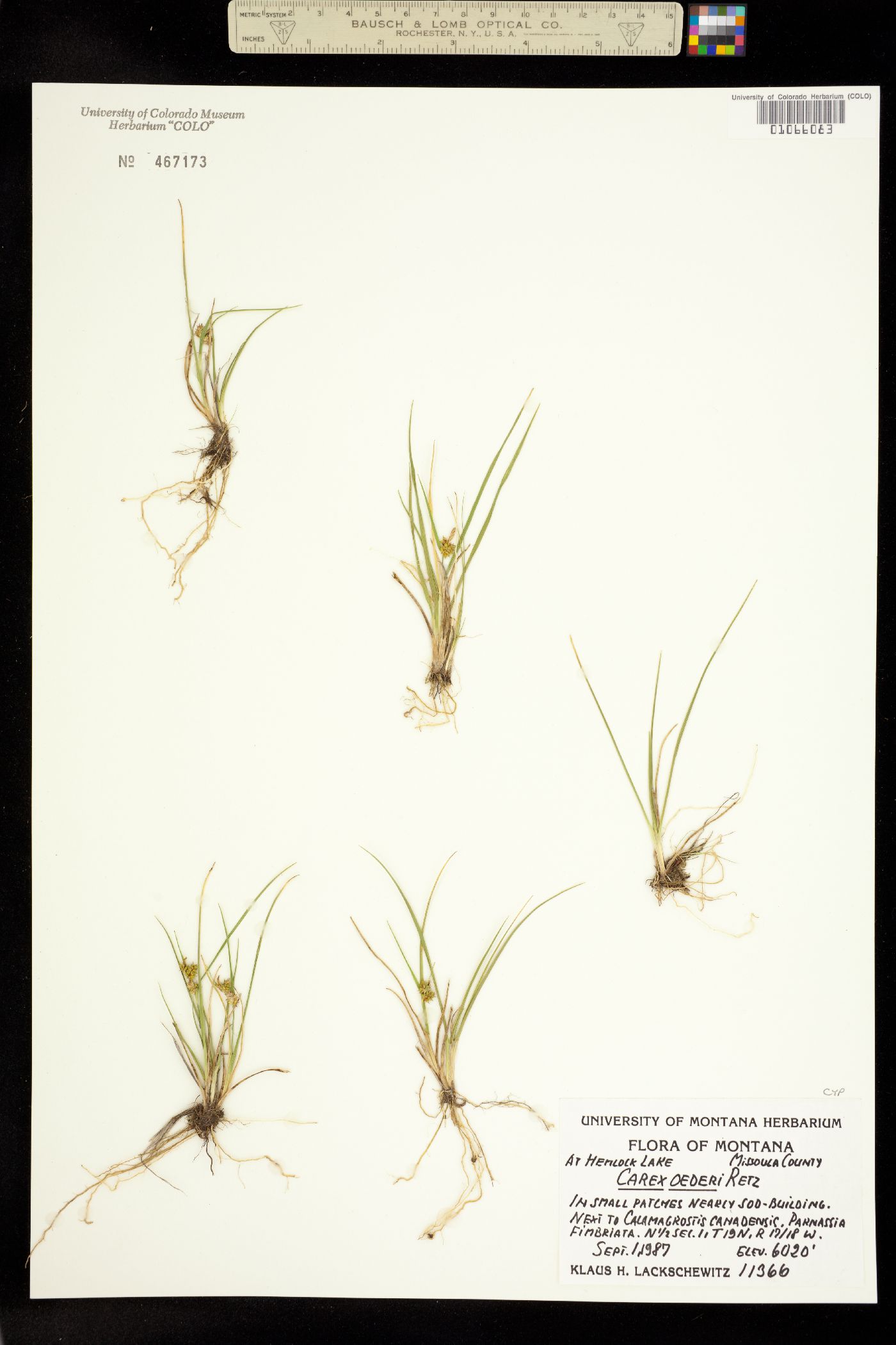 Carex viridula image