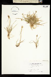 Carex viridula image