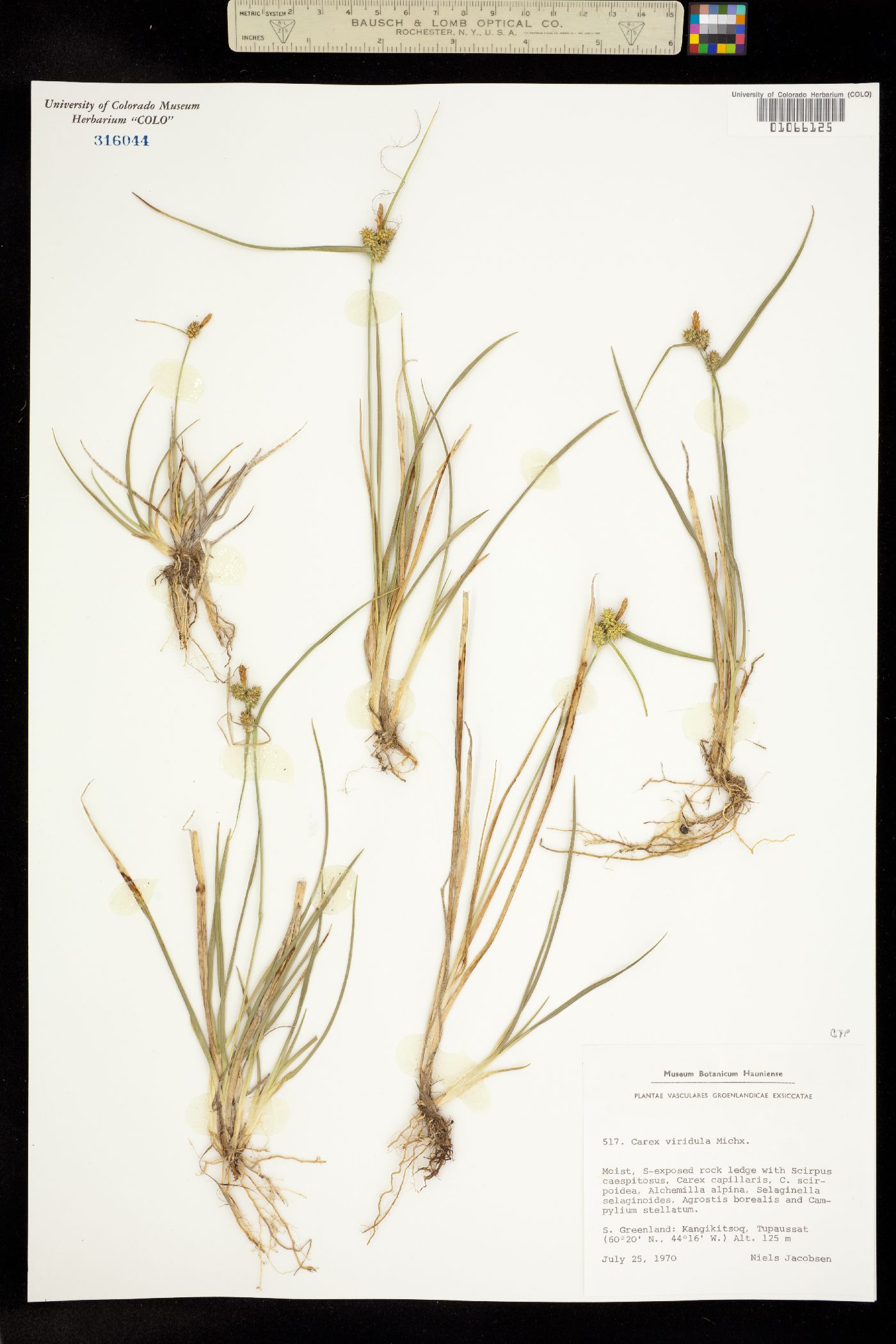 Carex viridula image