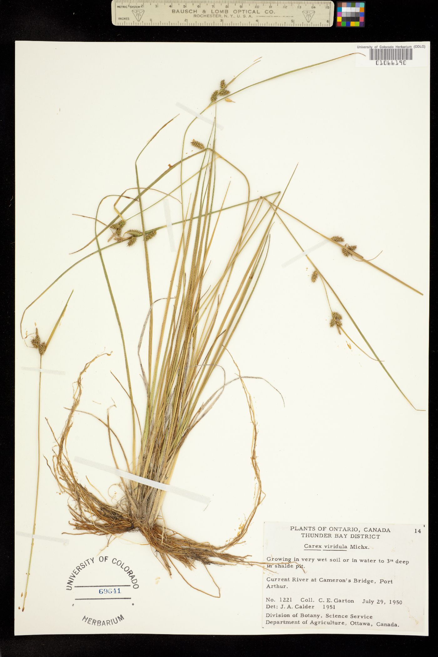Carex viridula image