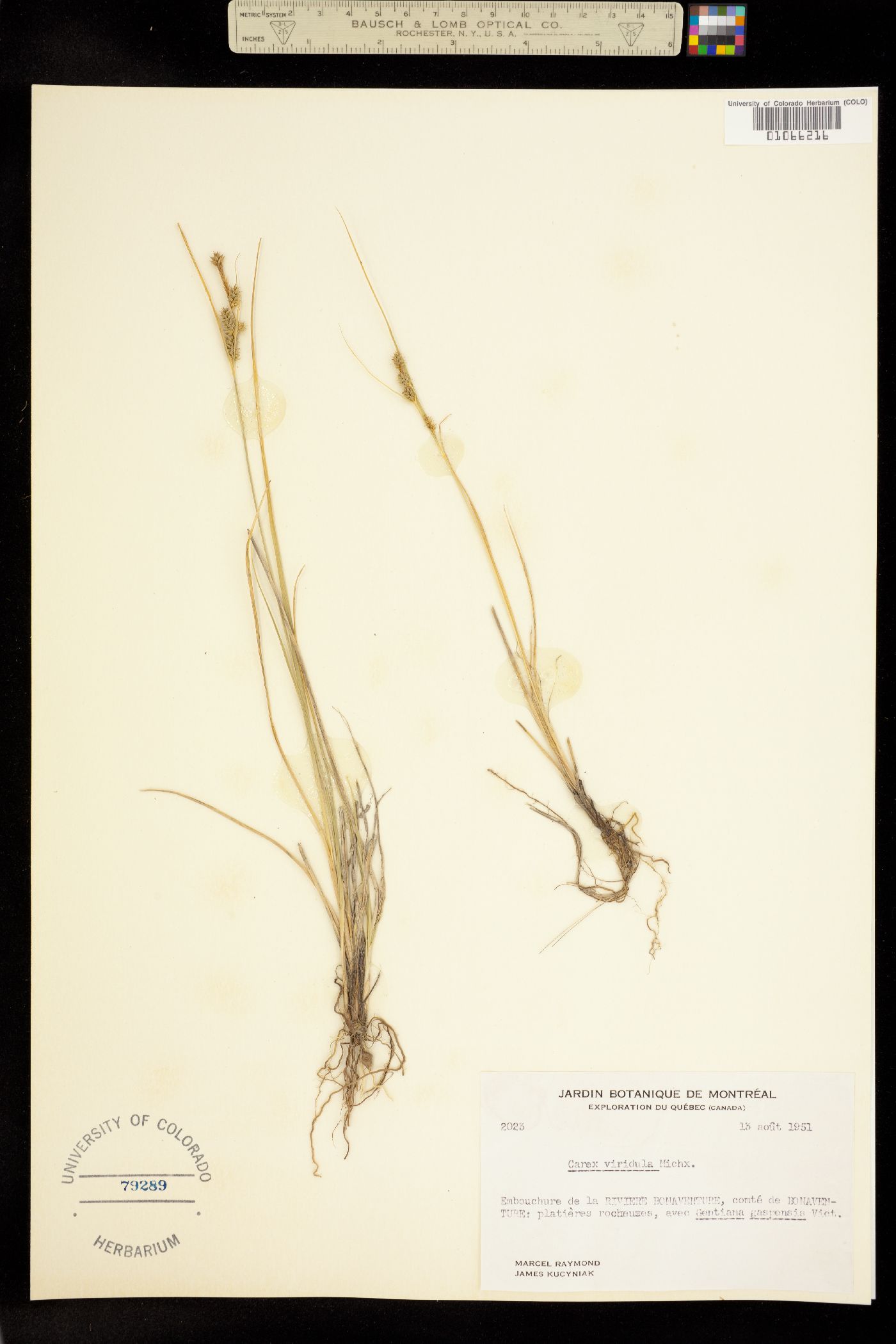 Carex viridula image