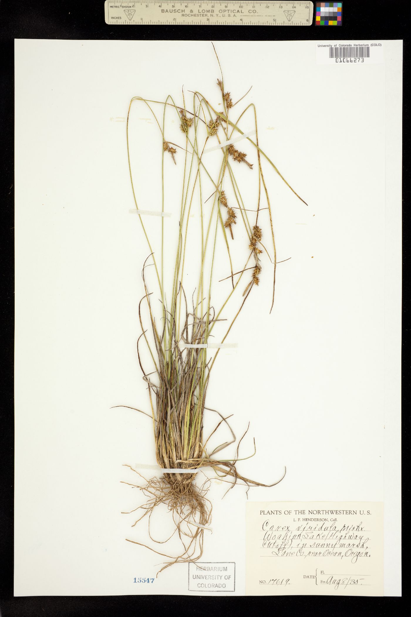 Carex viridula image