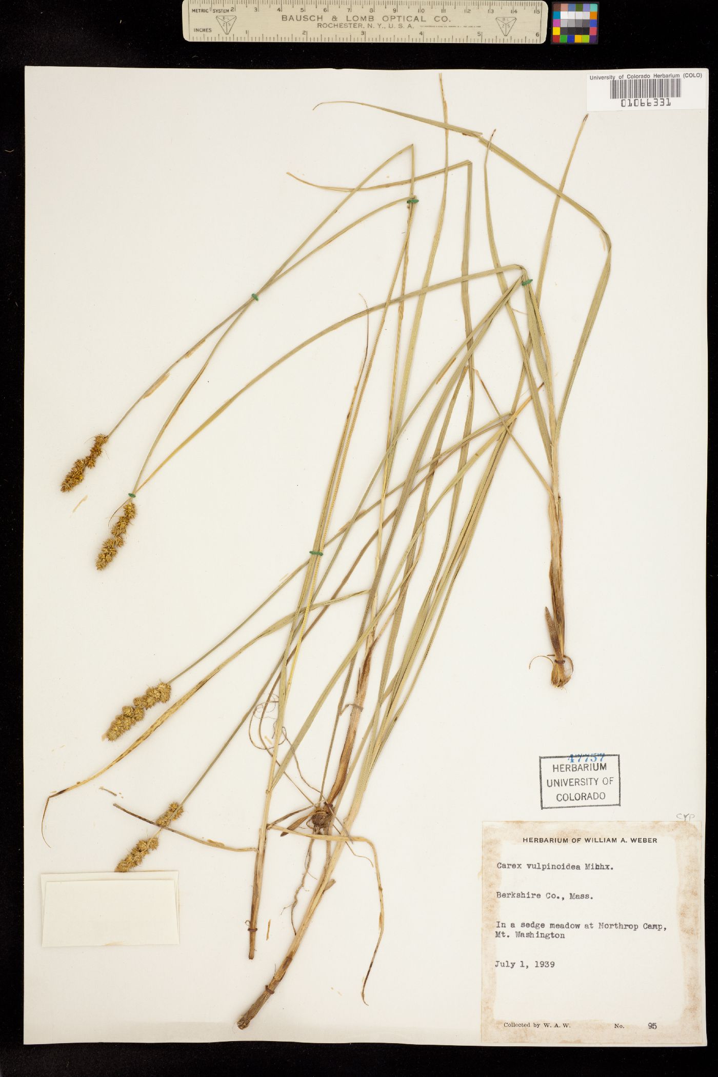 Carex vulpinoidea image
