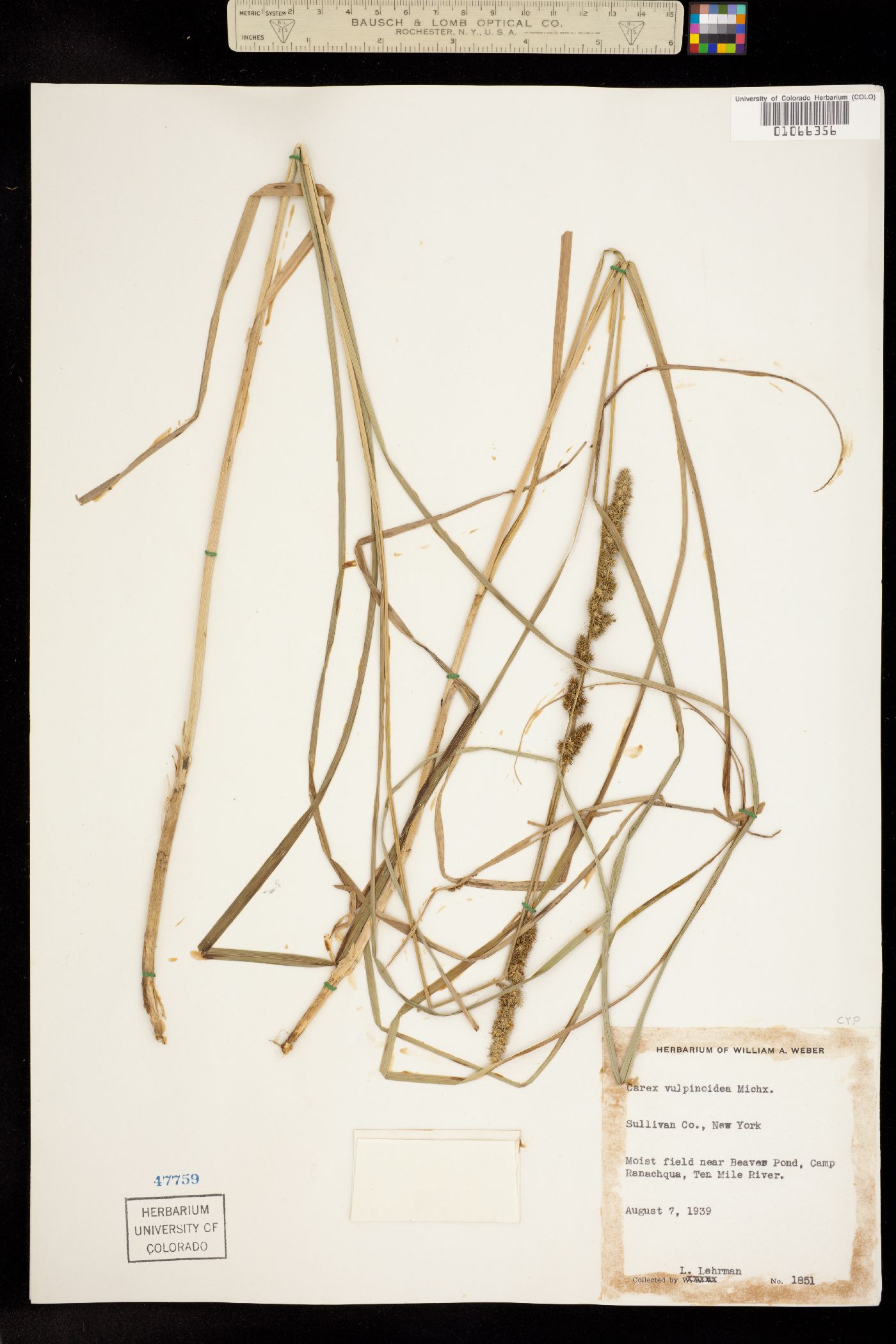 Carex vulpinoidea image