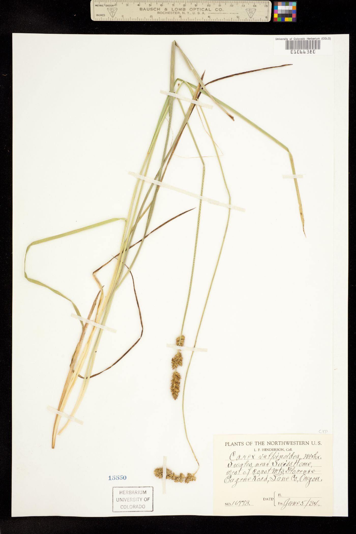 Carex vulpinoidea image