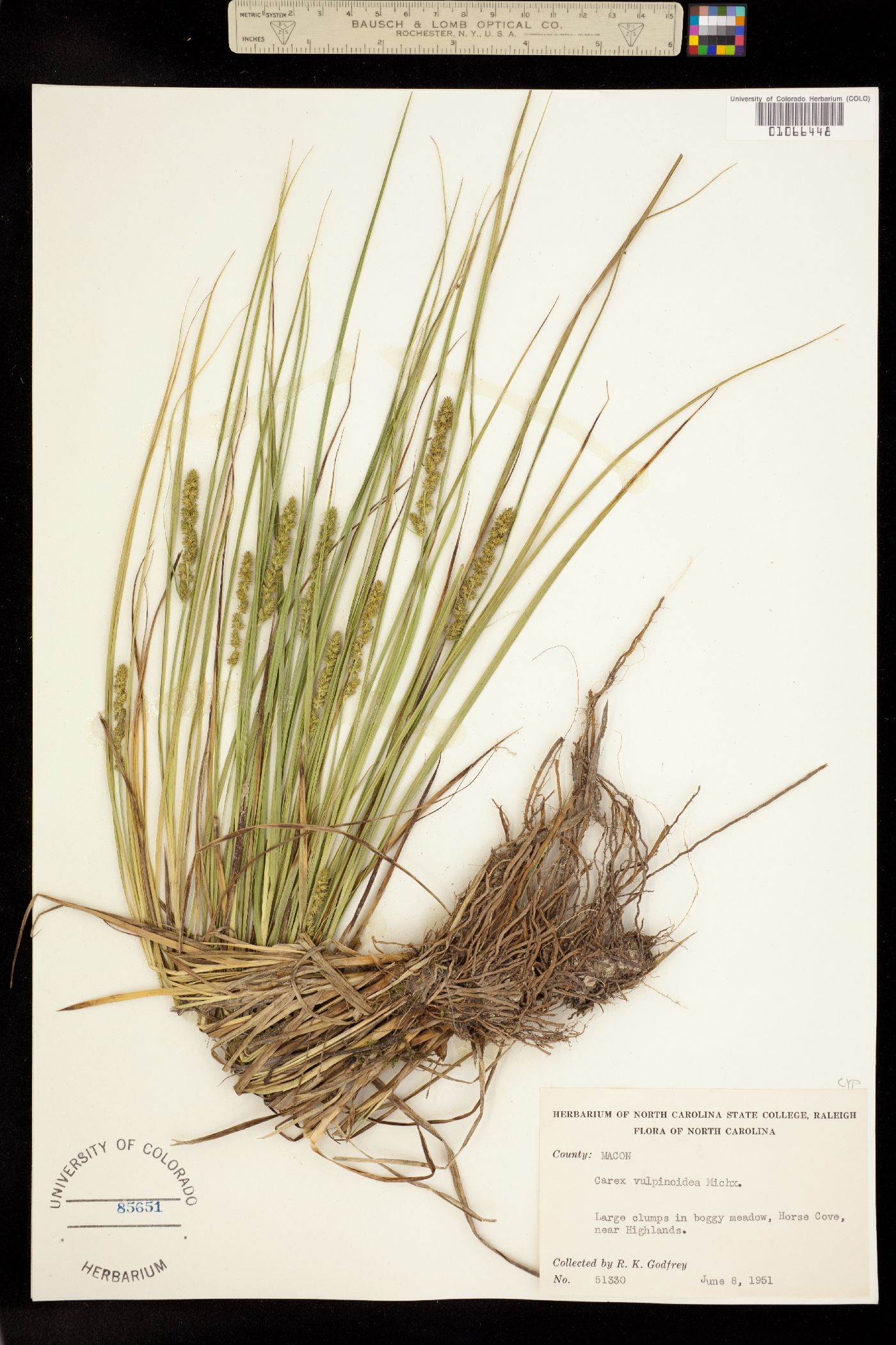 Carex vulpinoidea image