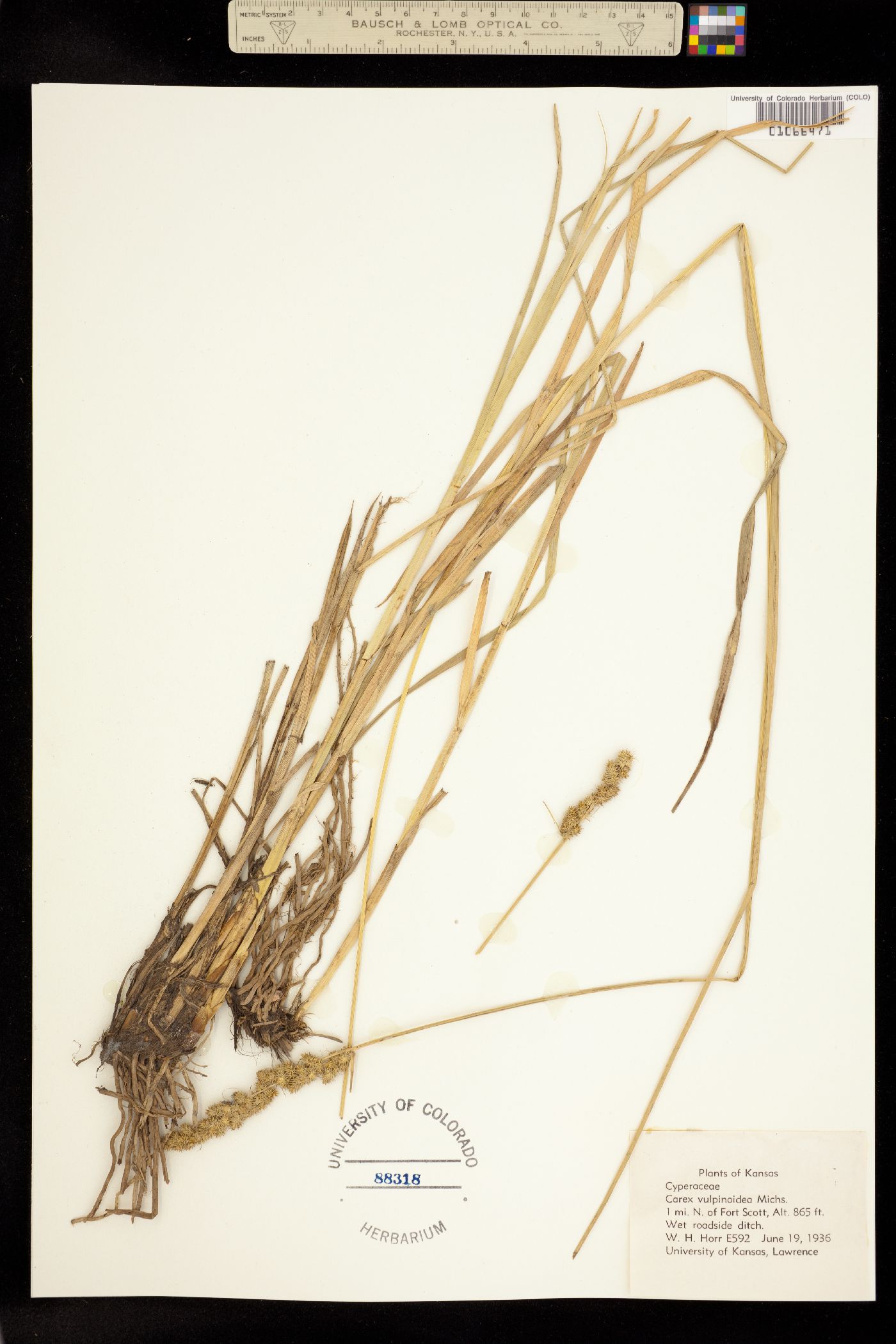 Carex vulpinoidea image