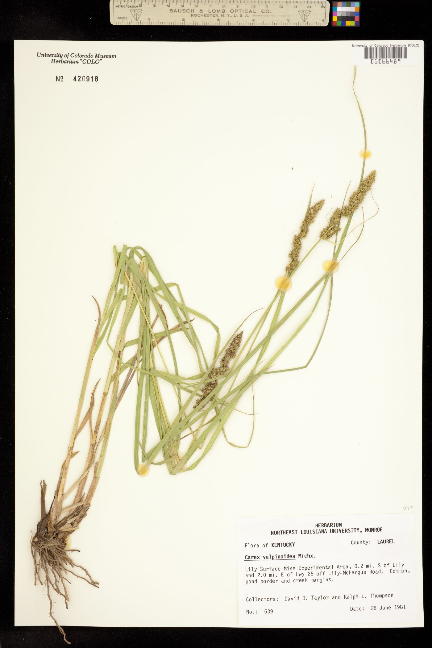 Carex vulpinoidea image