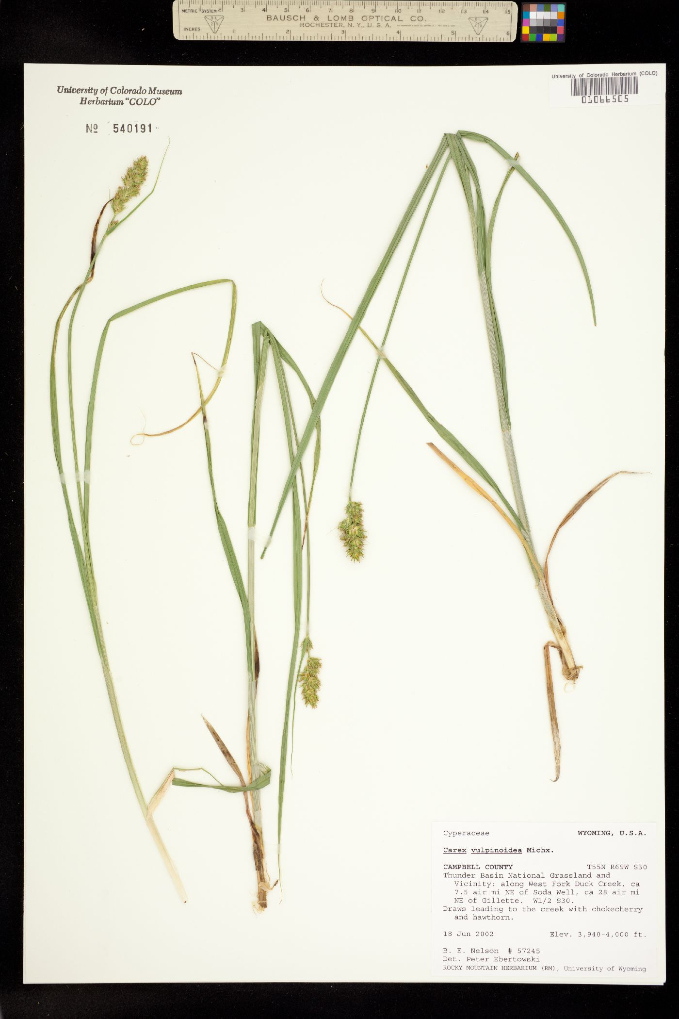 Carex vulpinoidea image