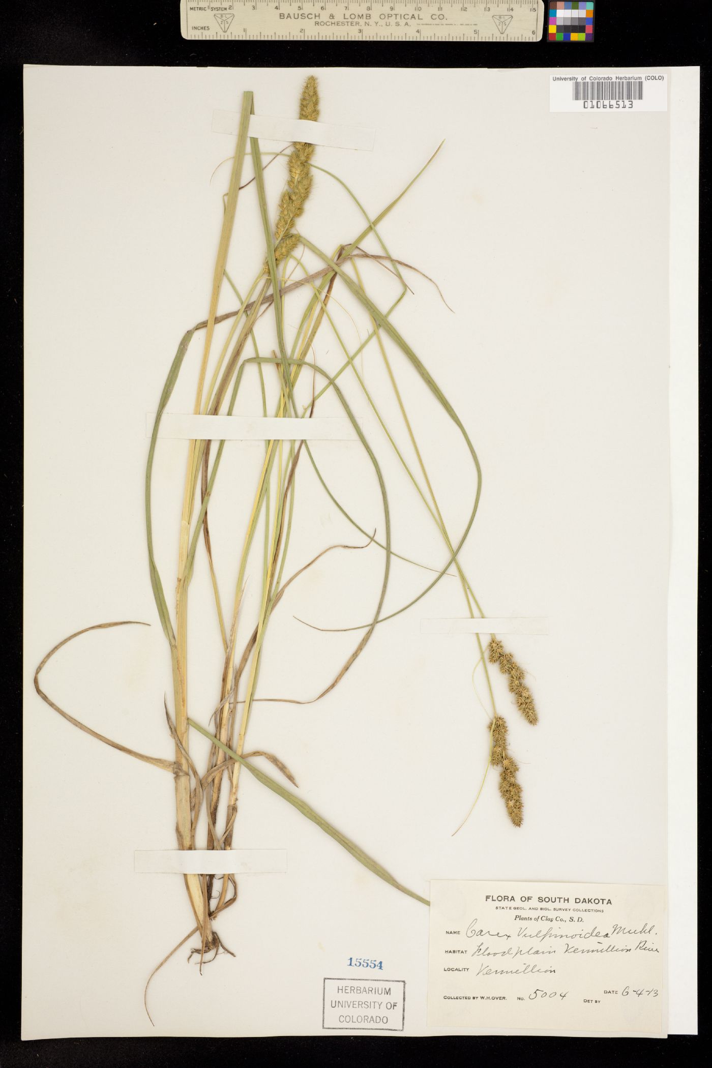 Carex vulpinoidea image
