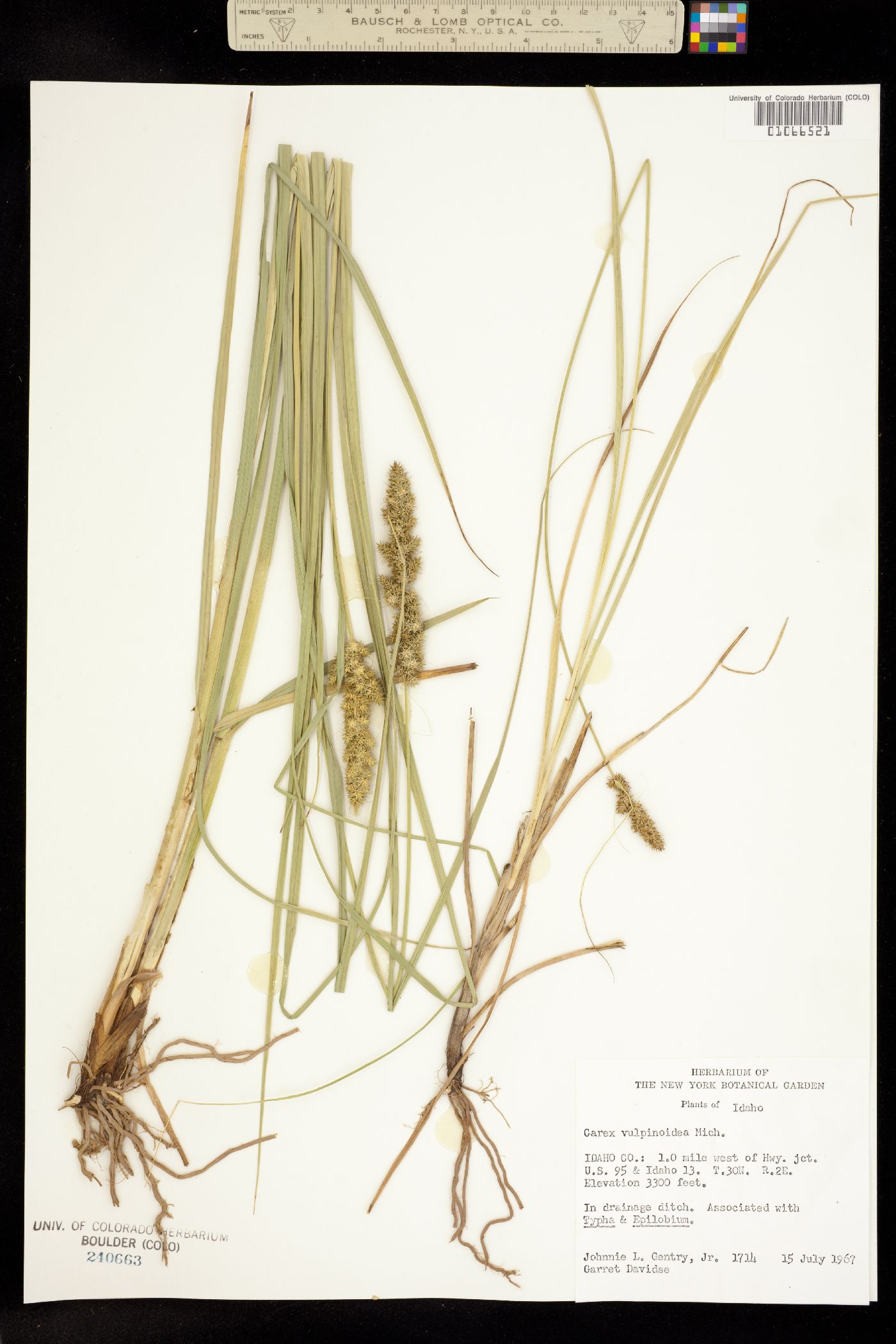 Carex vulpinoidea image