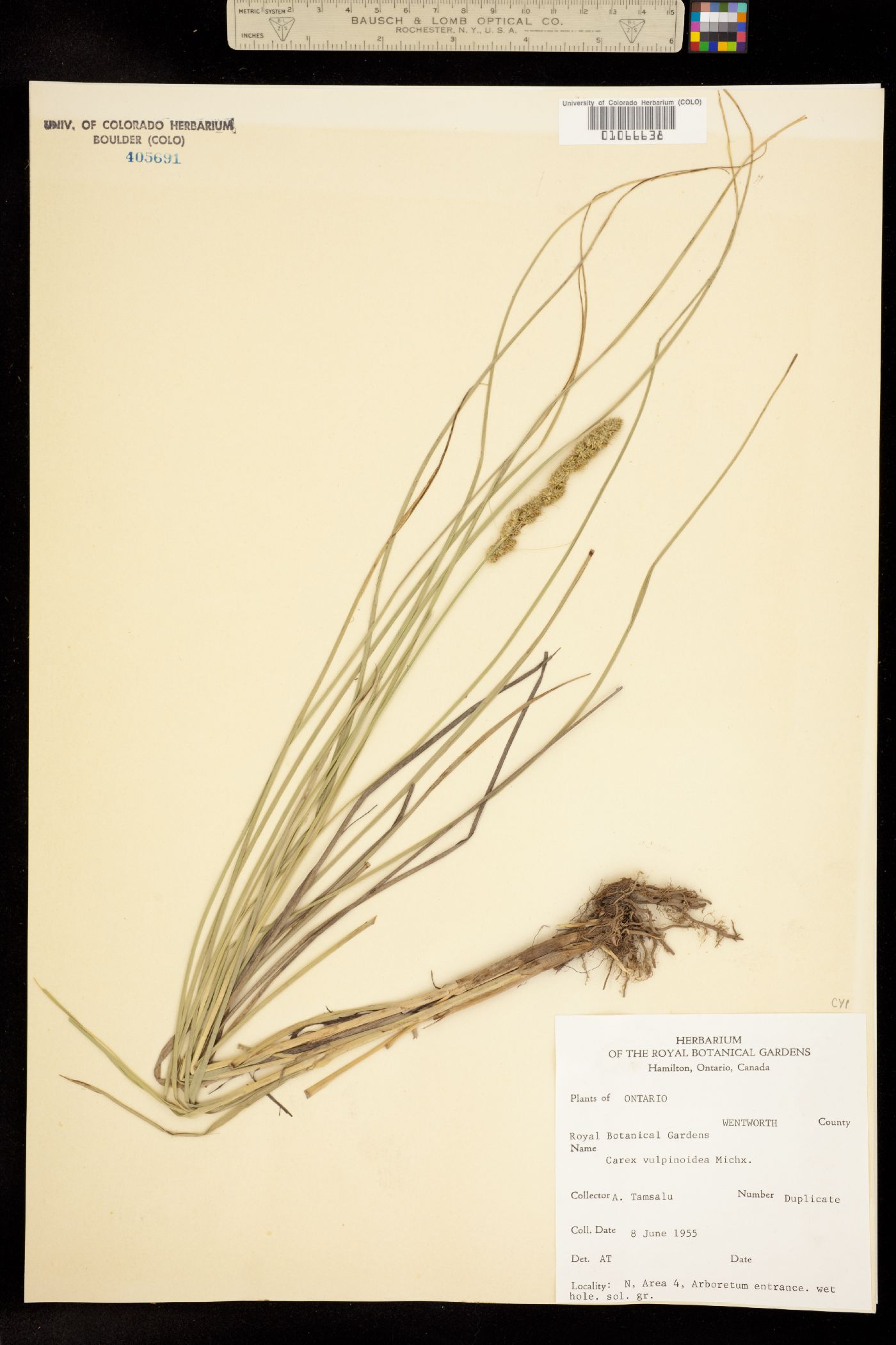 Carex vulpinoidea image