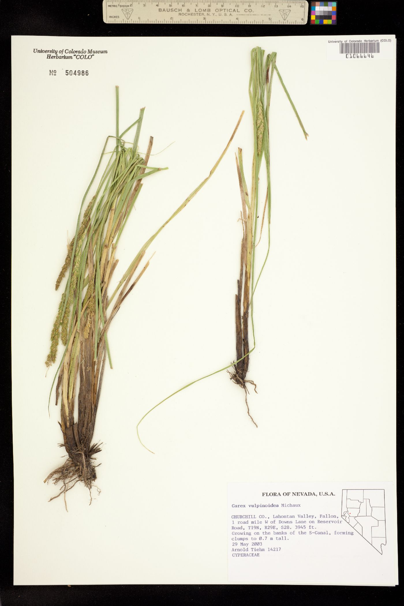 Carex vulpinoidea image