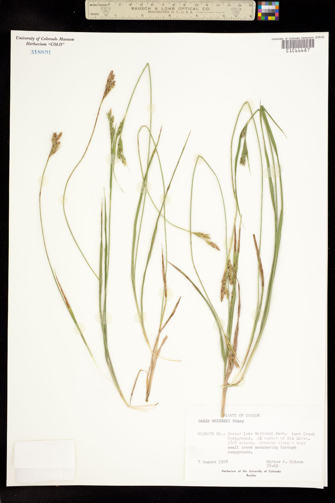 Carex whitneyi image