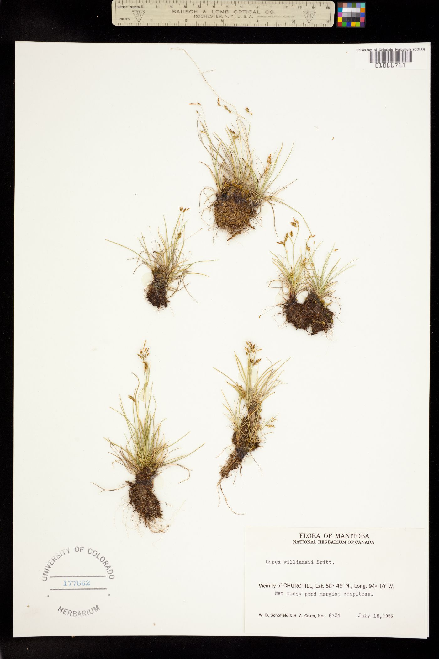 Carex williamsii image