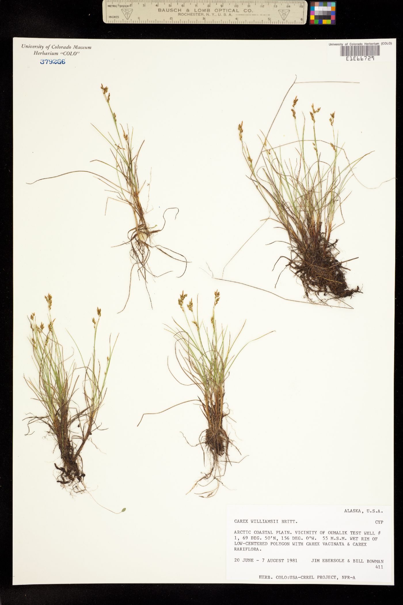 Carex williamsii image