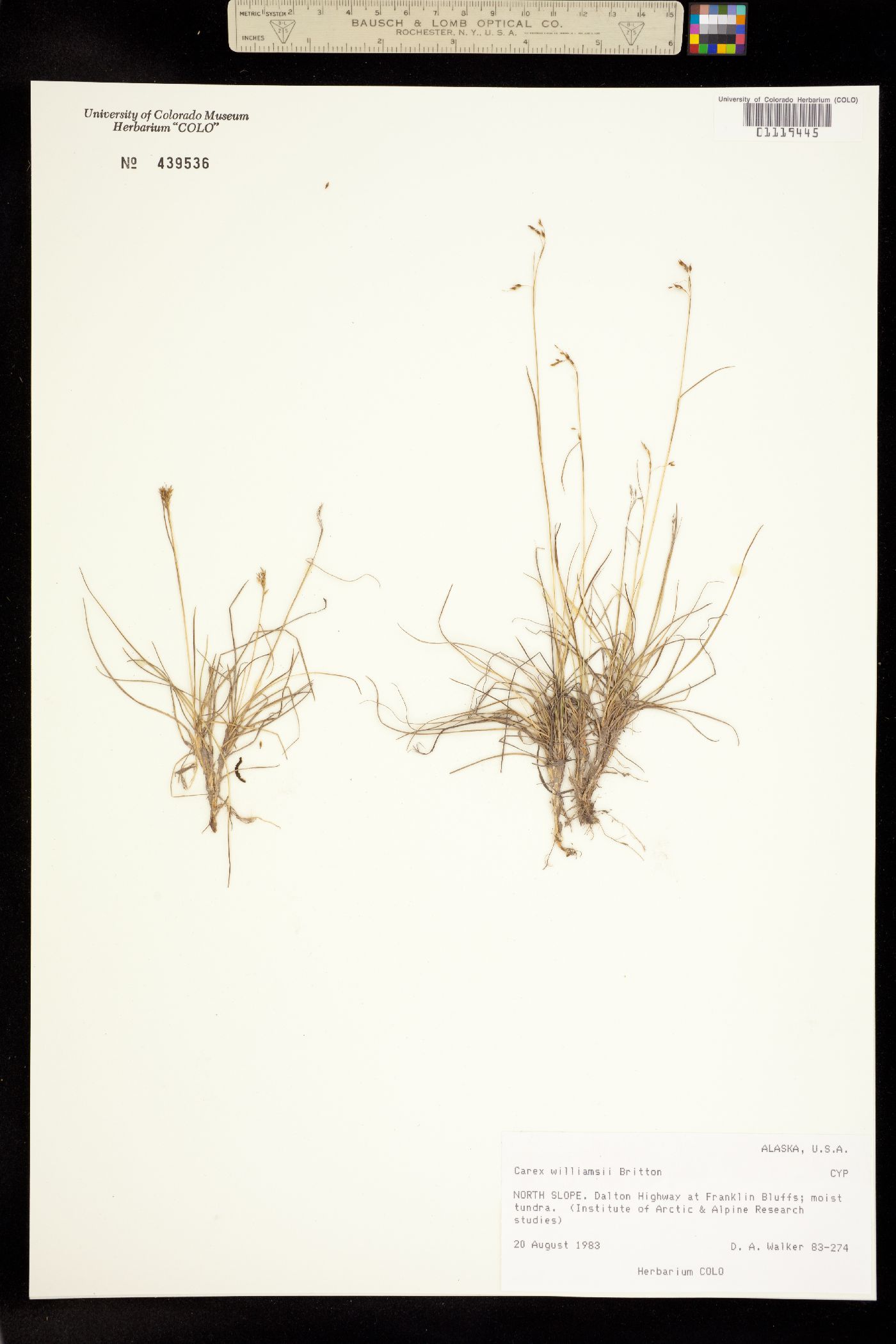 Carex williamsii image