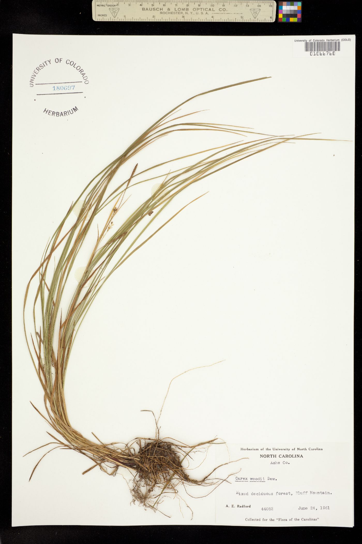 Carex woodii image