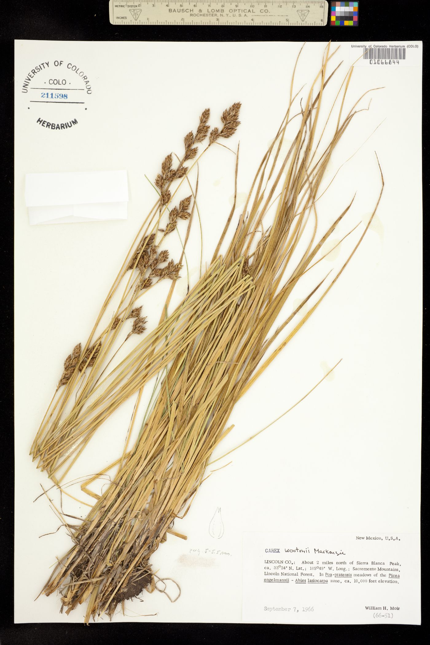 Carex wootonii image