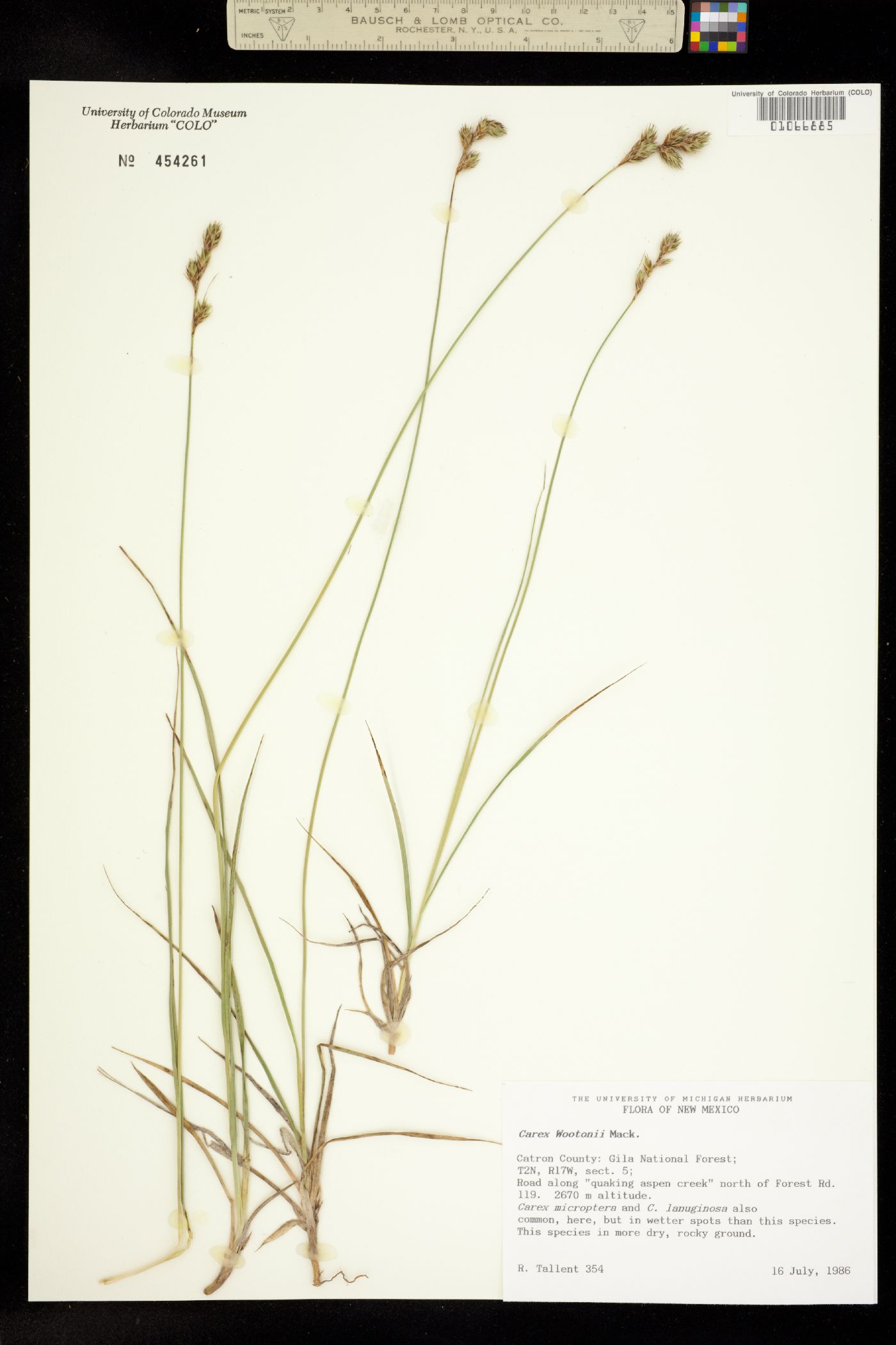 Carex wootonii image