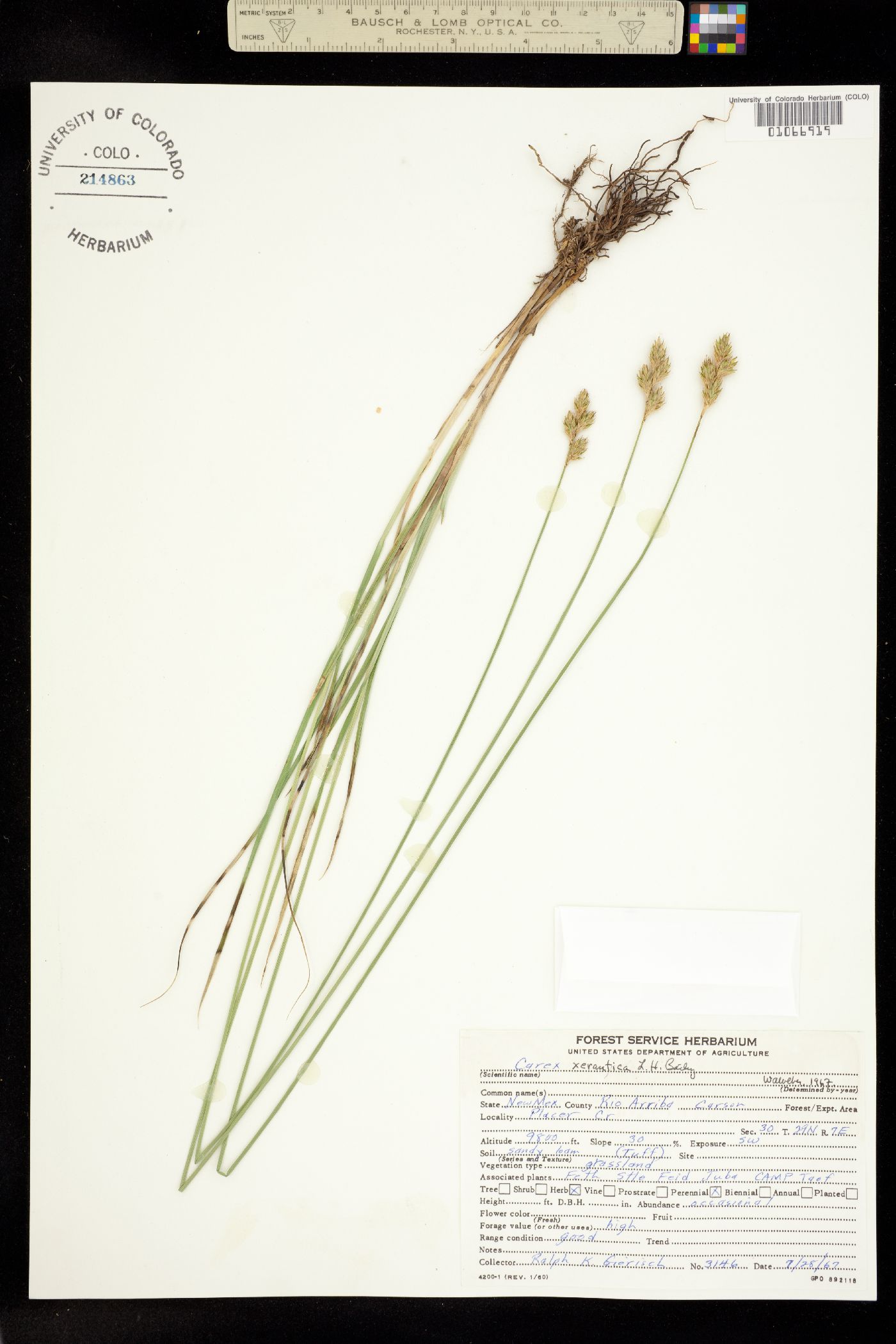 Carex xerantica image