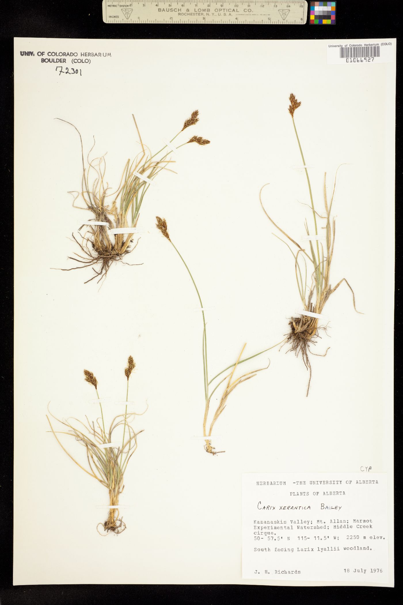 Carex xerantica image