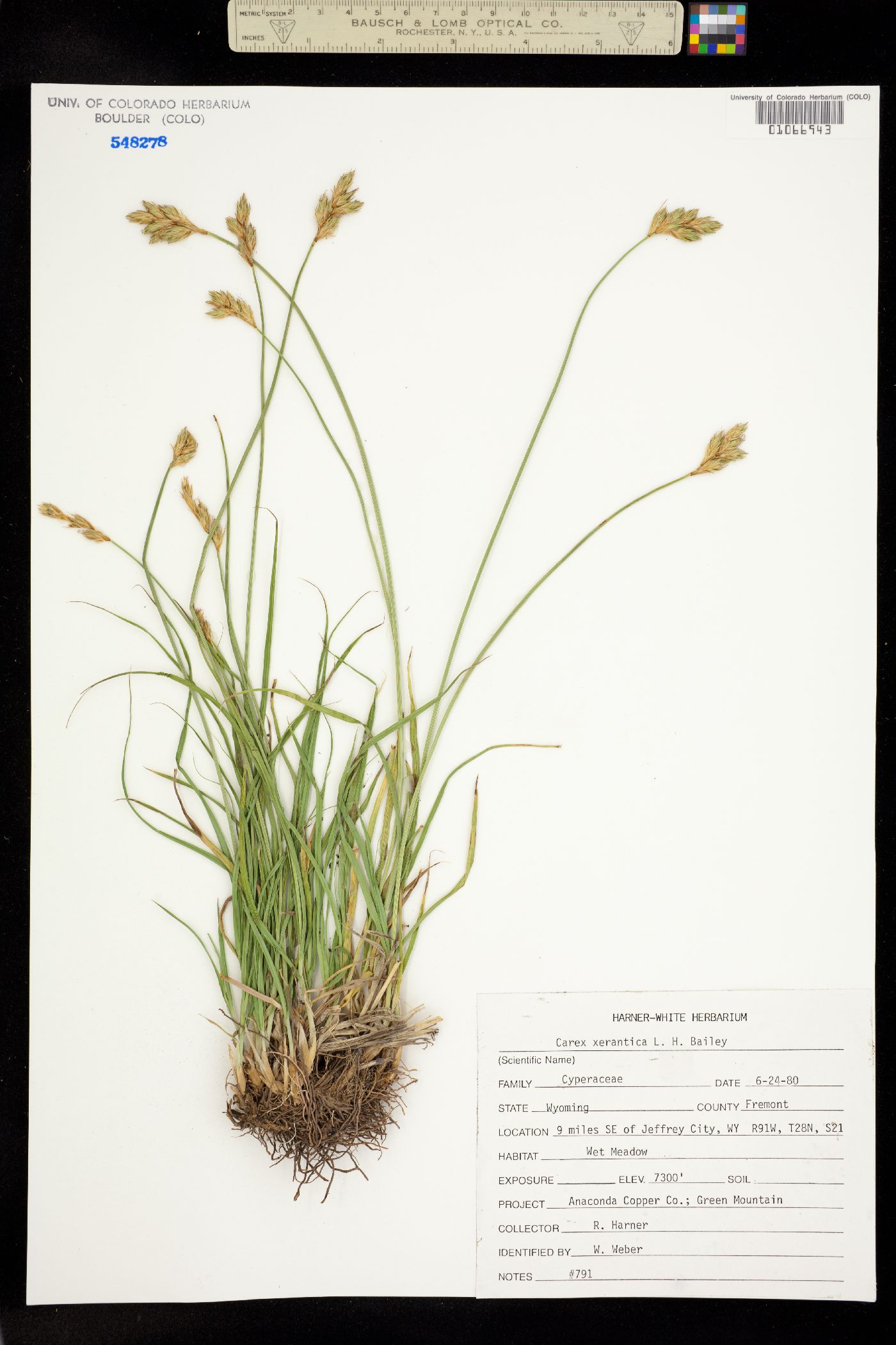 Carex xerantica image