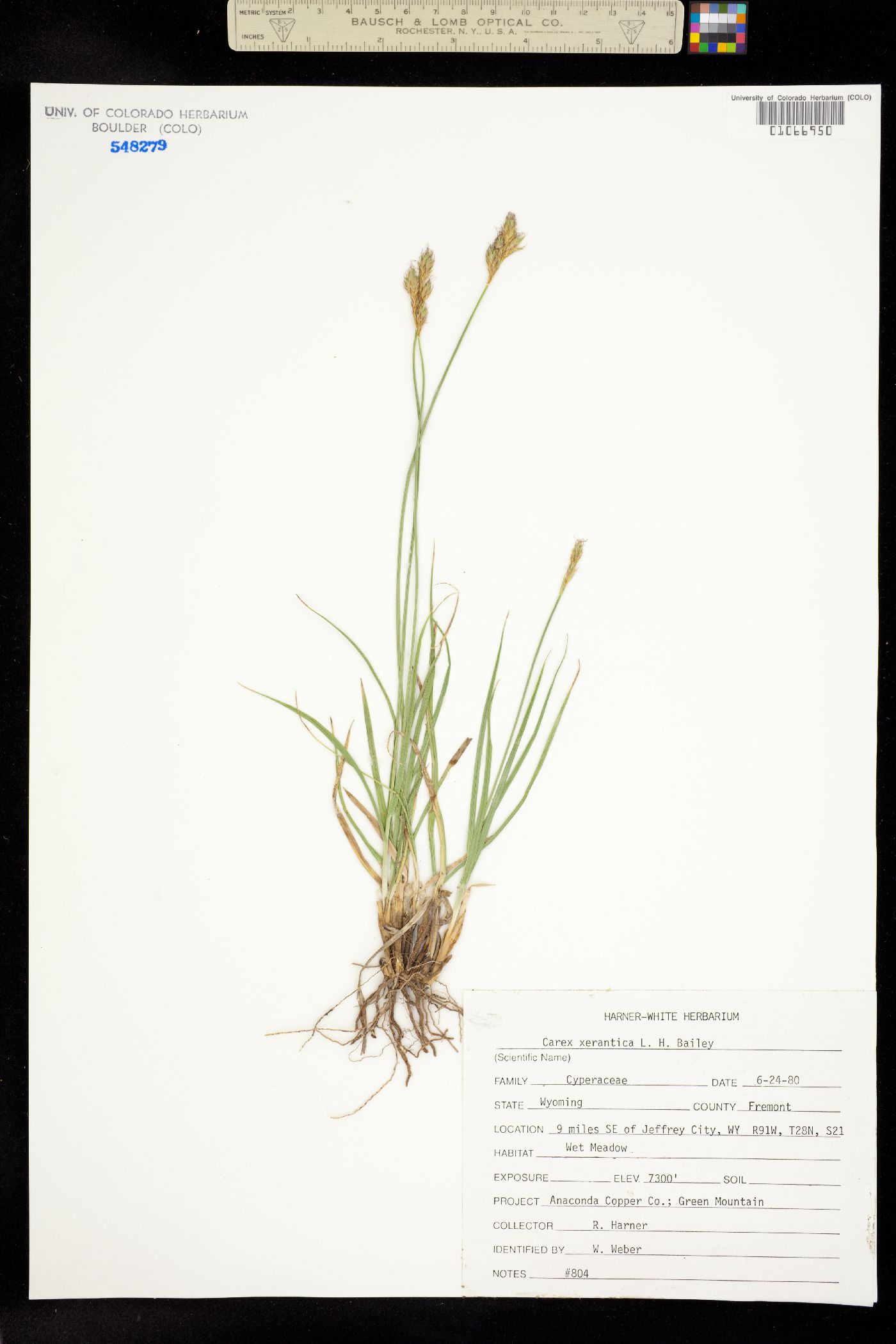 Carex xerantica image