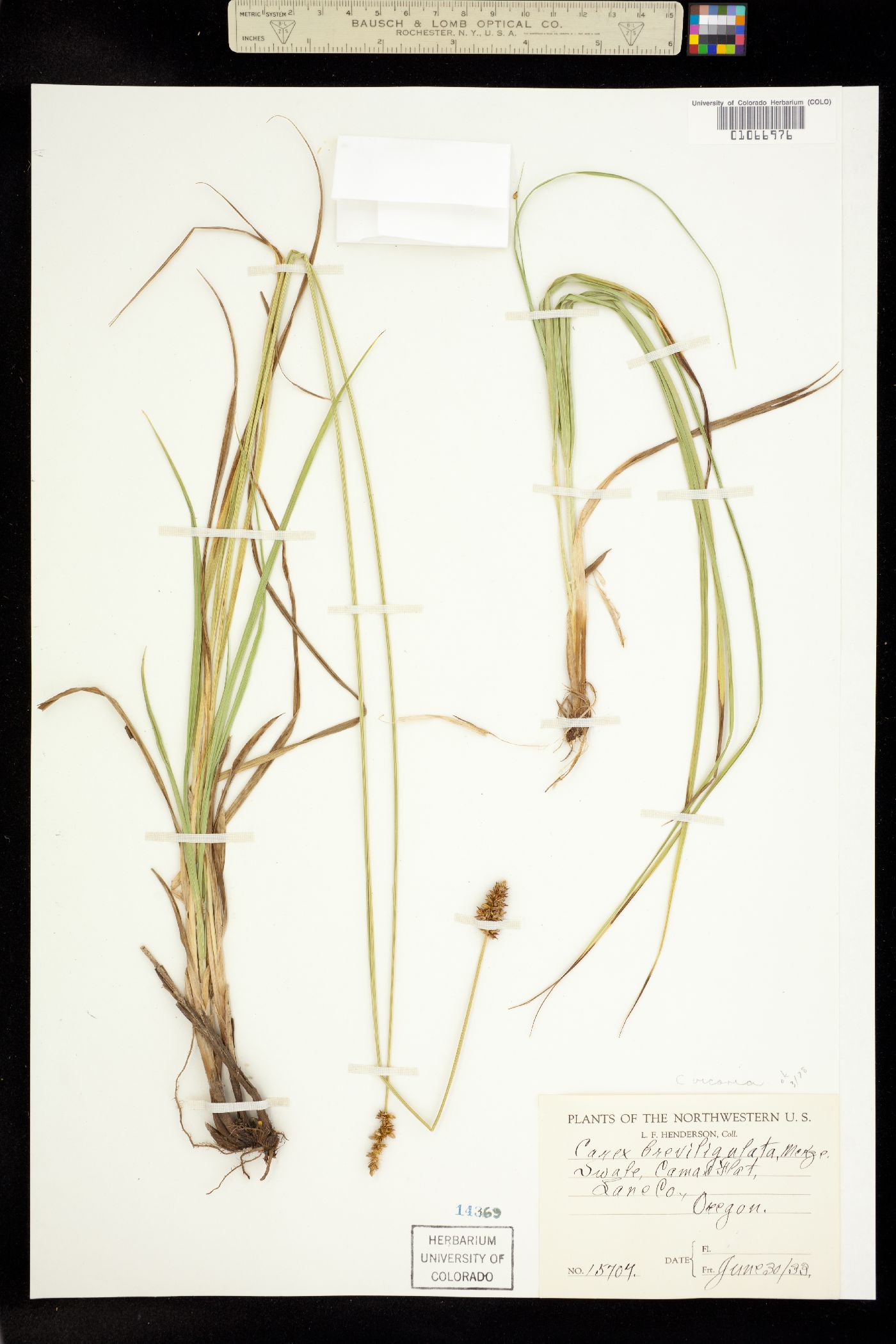 Carex vicaria image