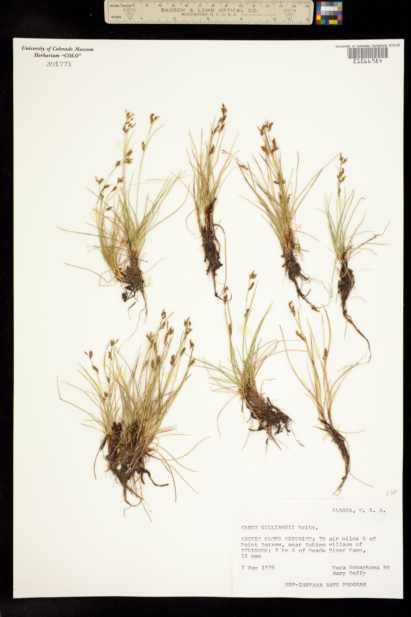 Carex williamsii image